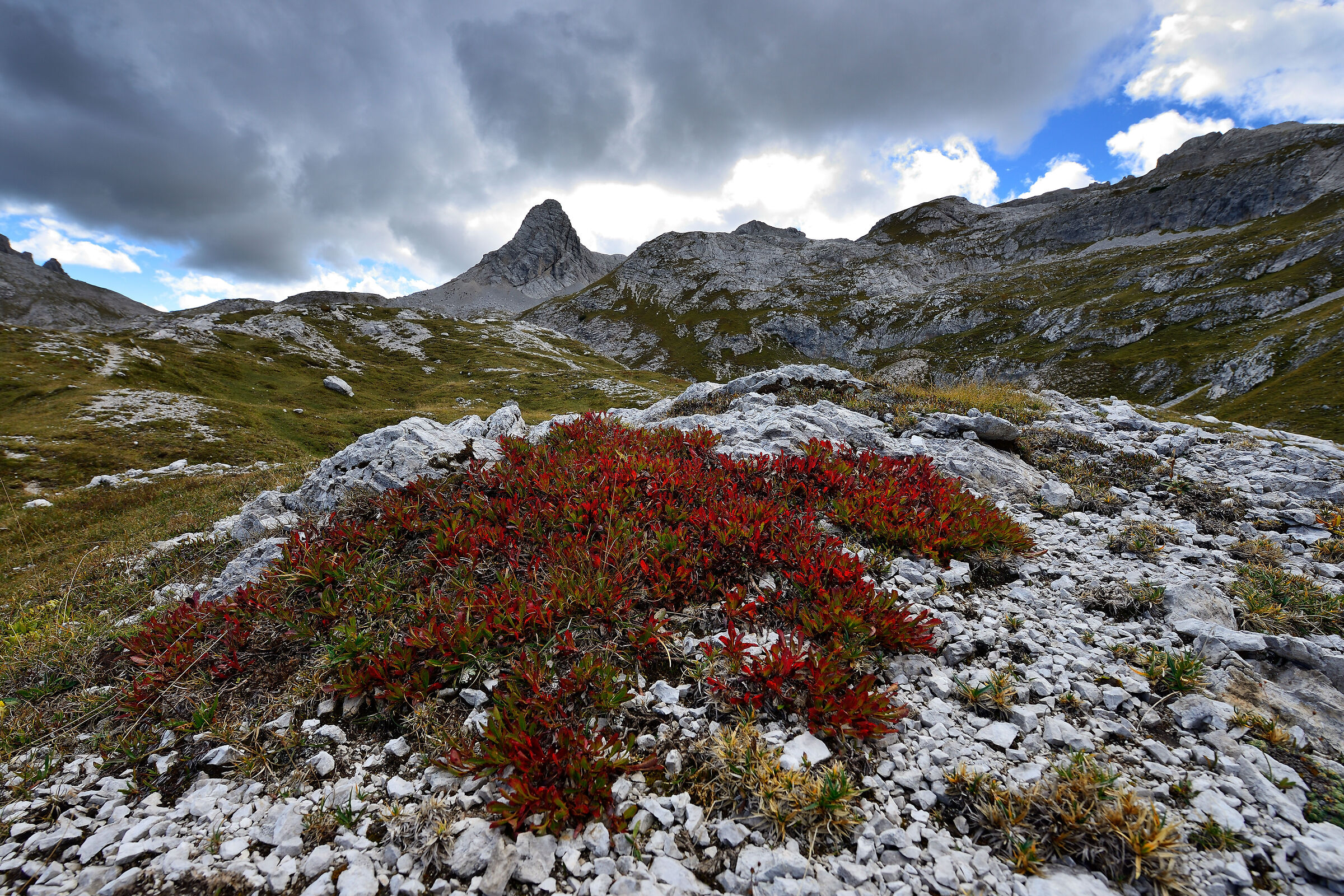 Moorland and alpine strawberry tree