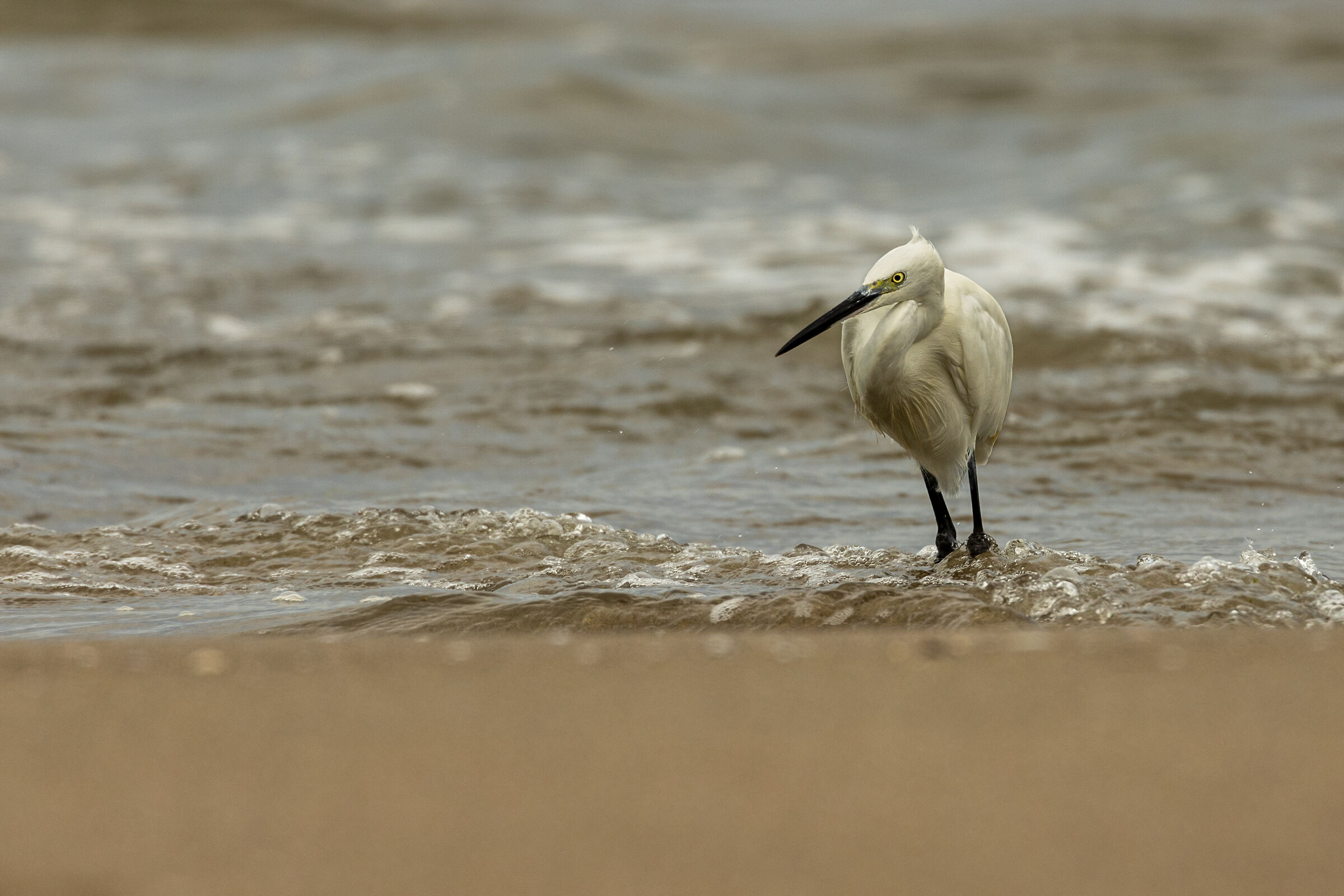 Egret