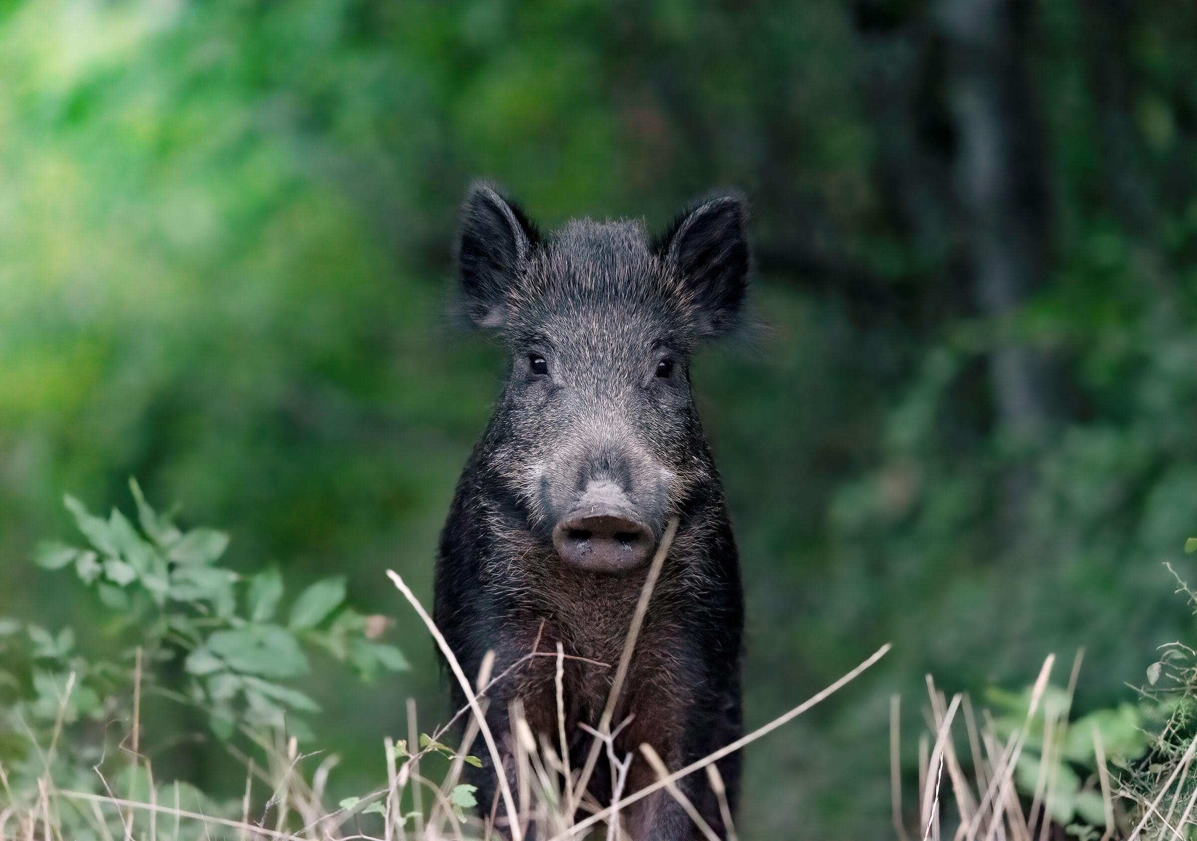 Wild Boar