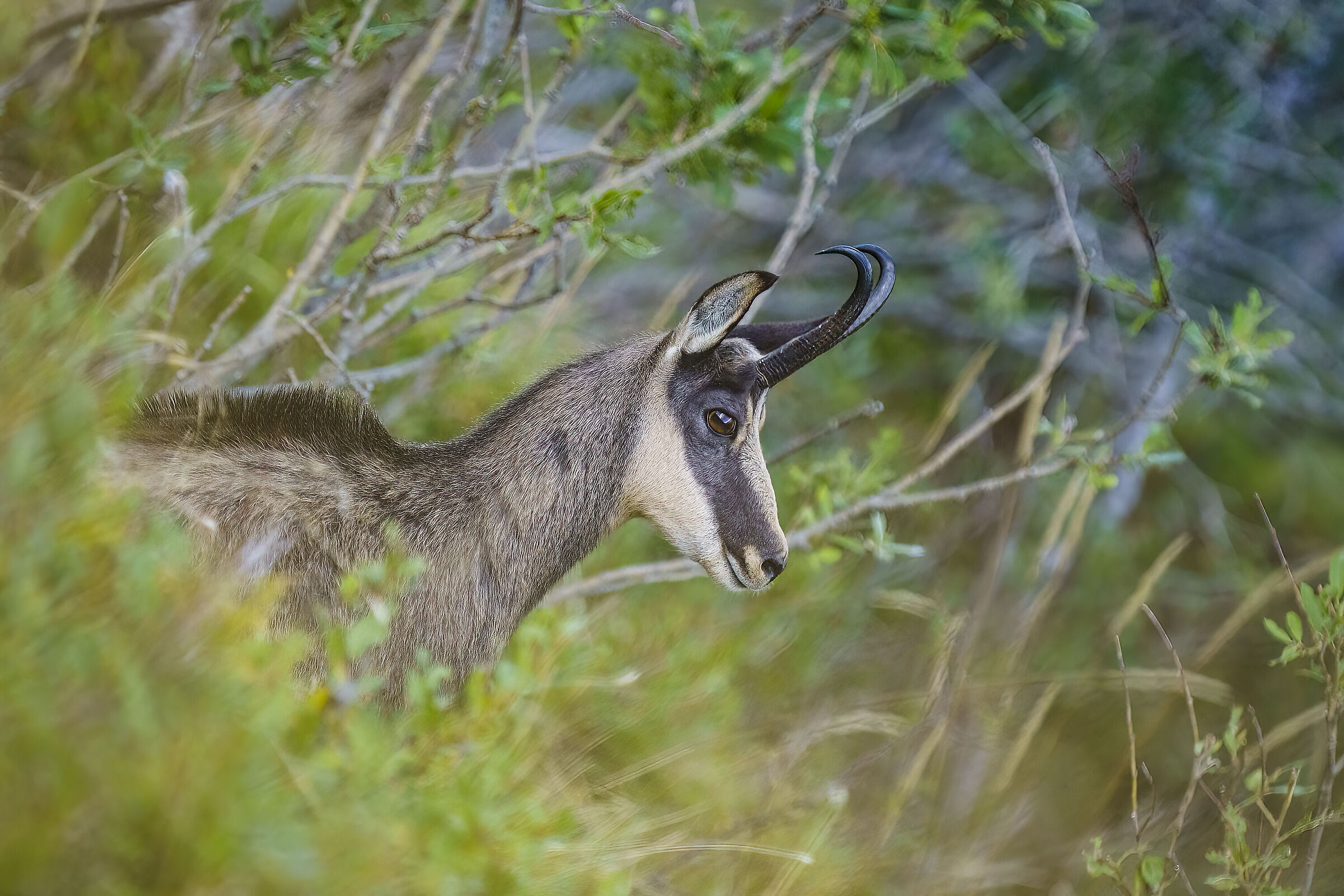 Chamois in Val Resia