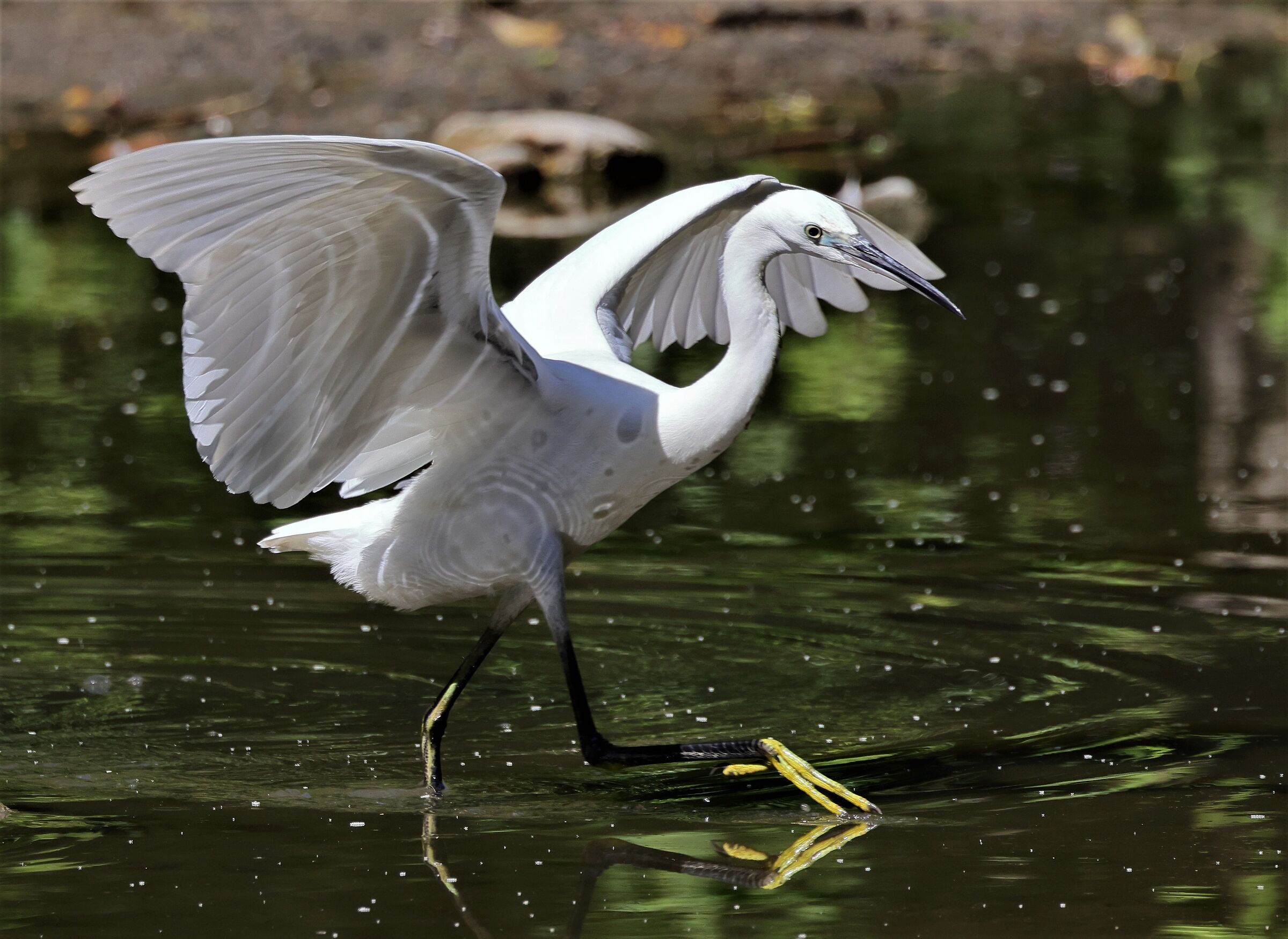 Egret