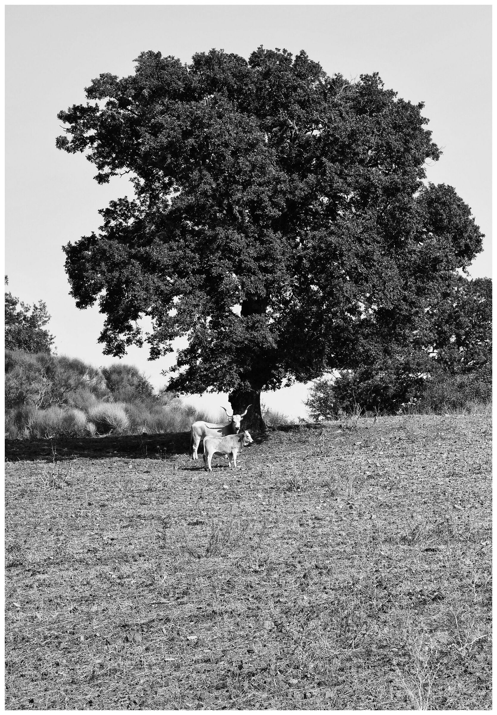 Tempi di vacche magre