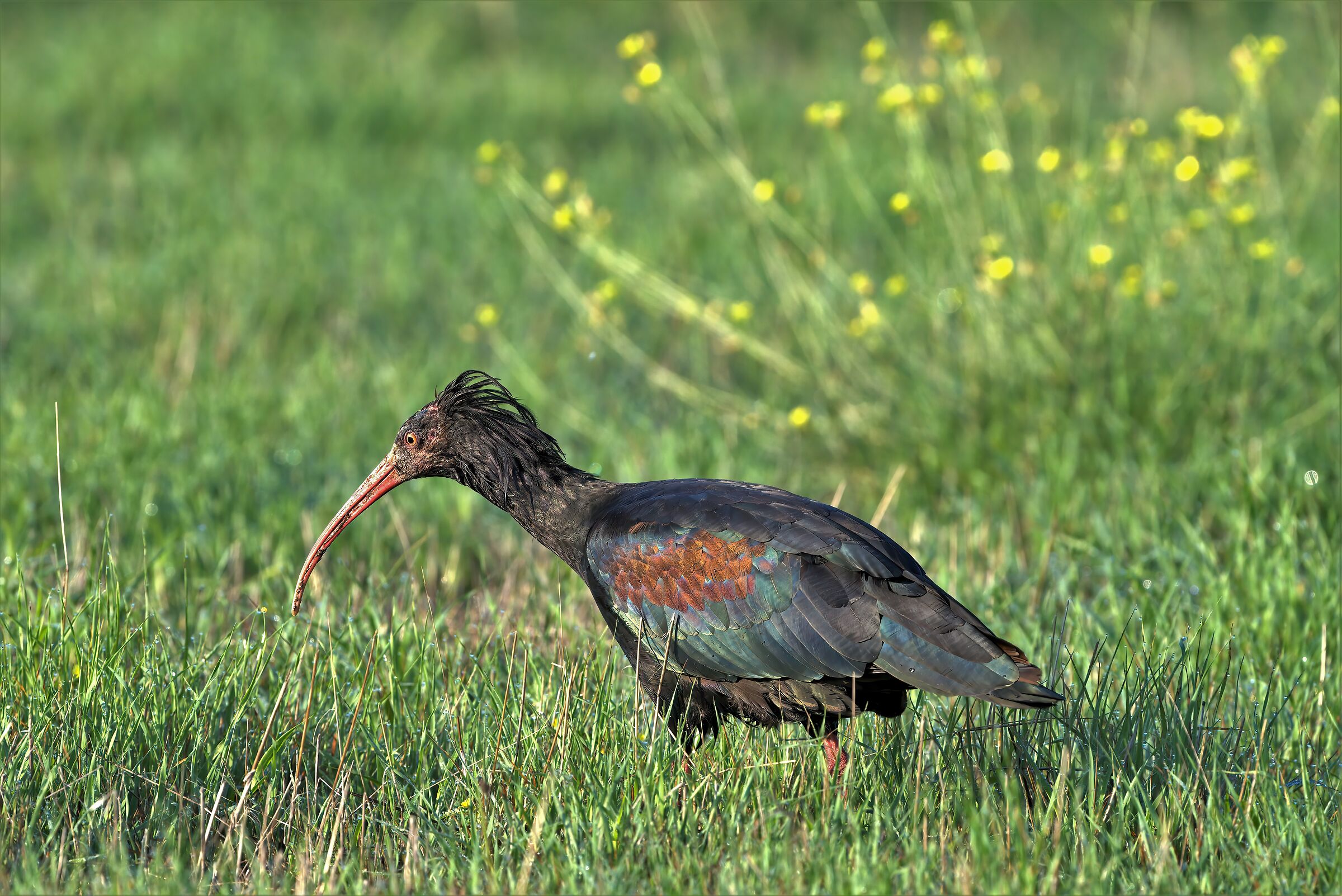 young hermit ibis