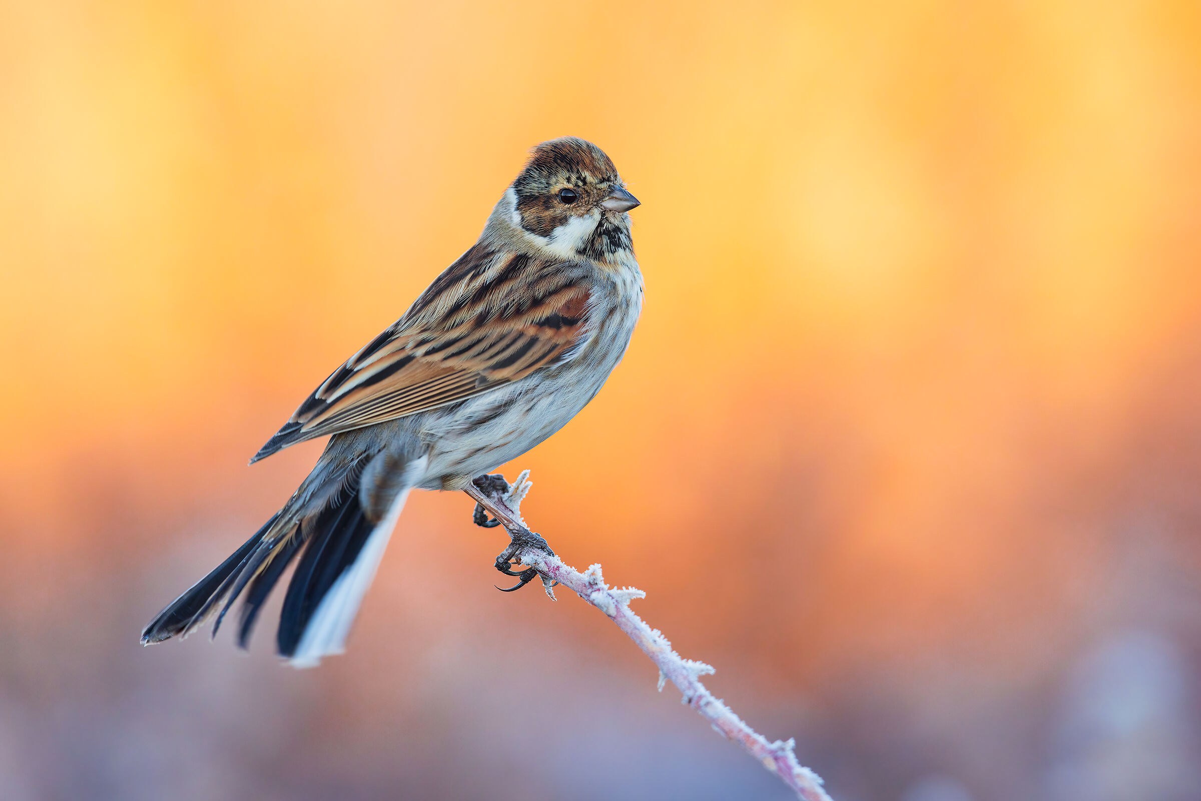 Migliarino of Palude