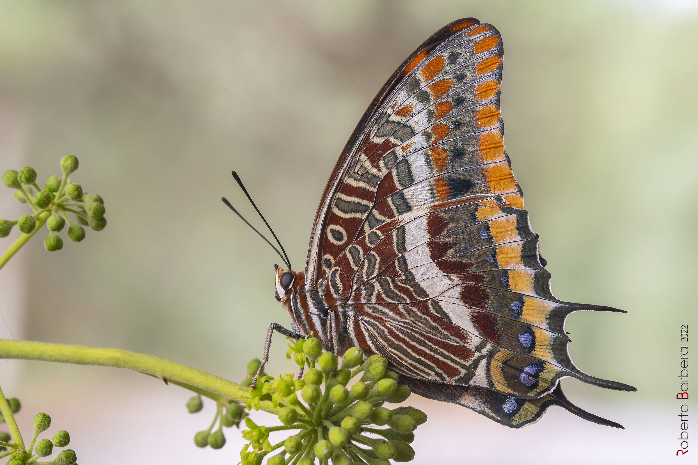 strawberry tree nymph (Charaxes jasius)