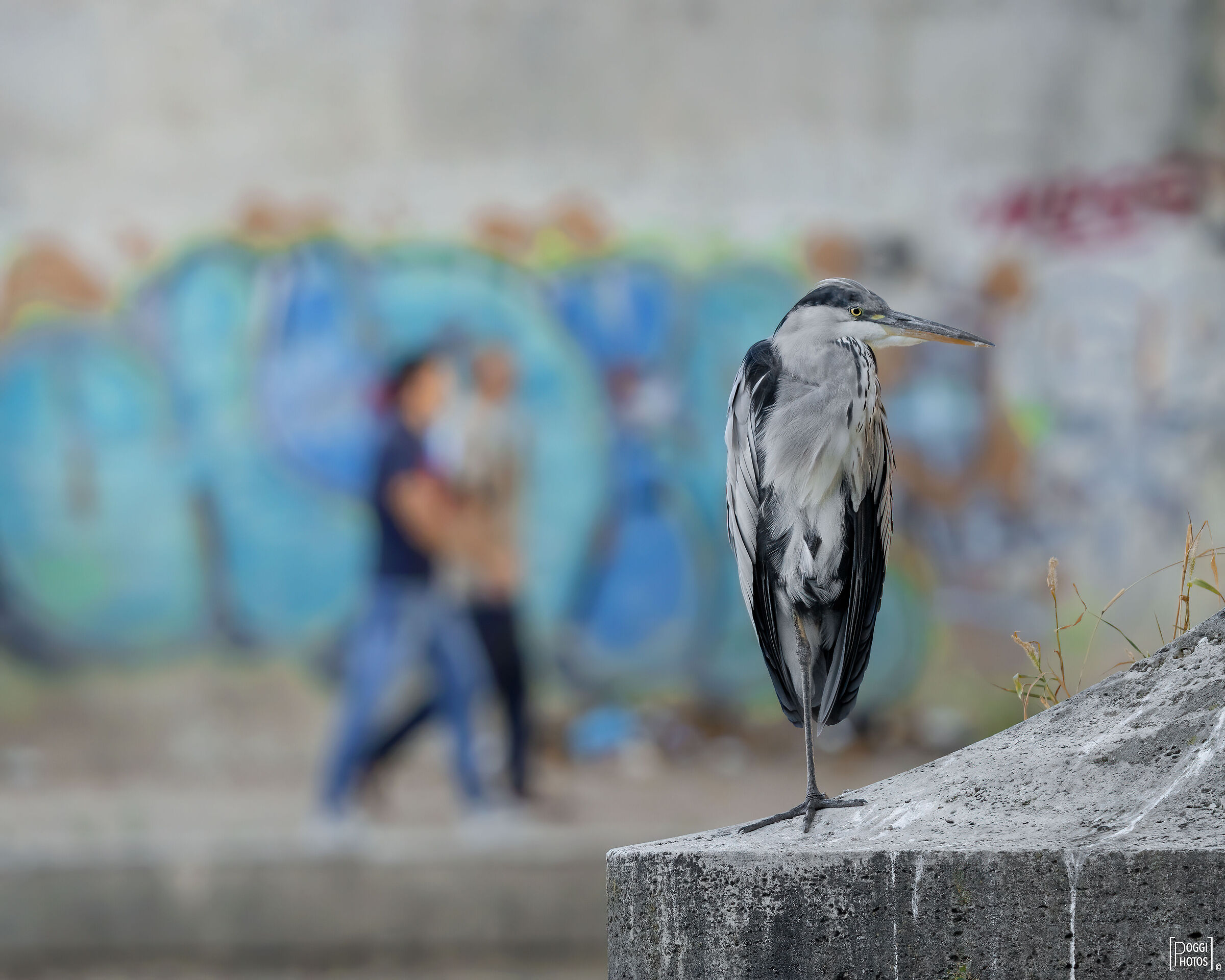 Airone cenerino urbano