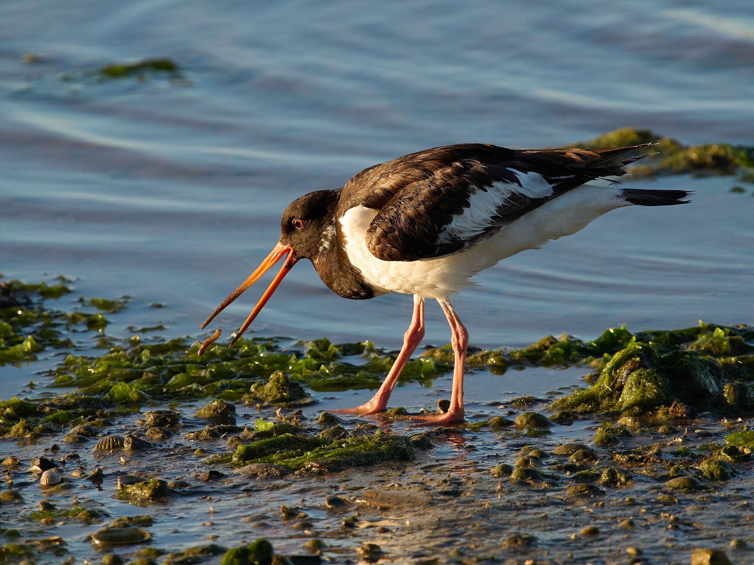 Beccaccia di mare - Oystercatcher