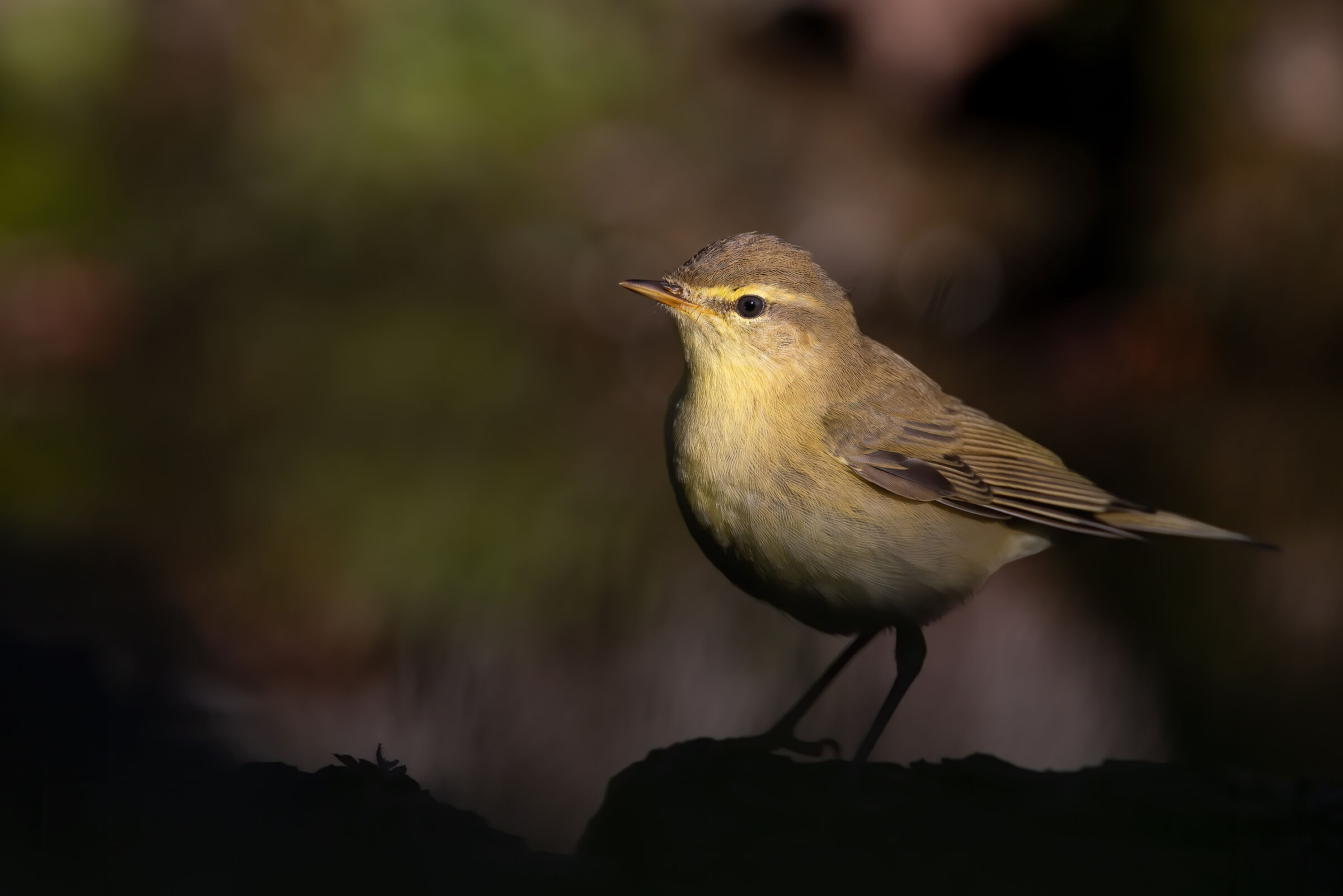 Luì grosso (Phylloscopus trochilus) - Ottobre 2022