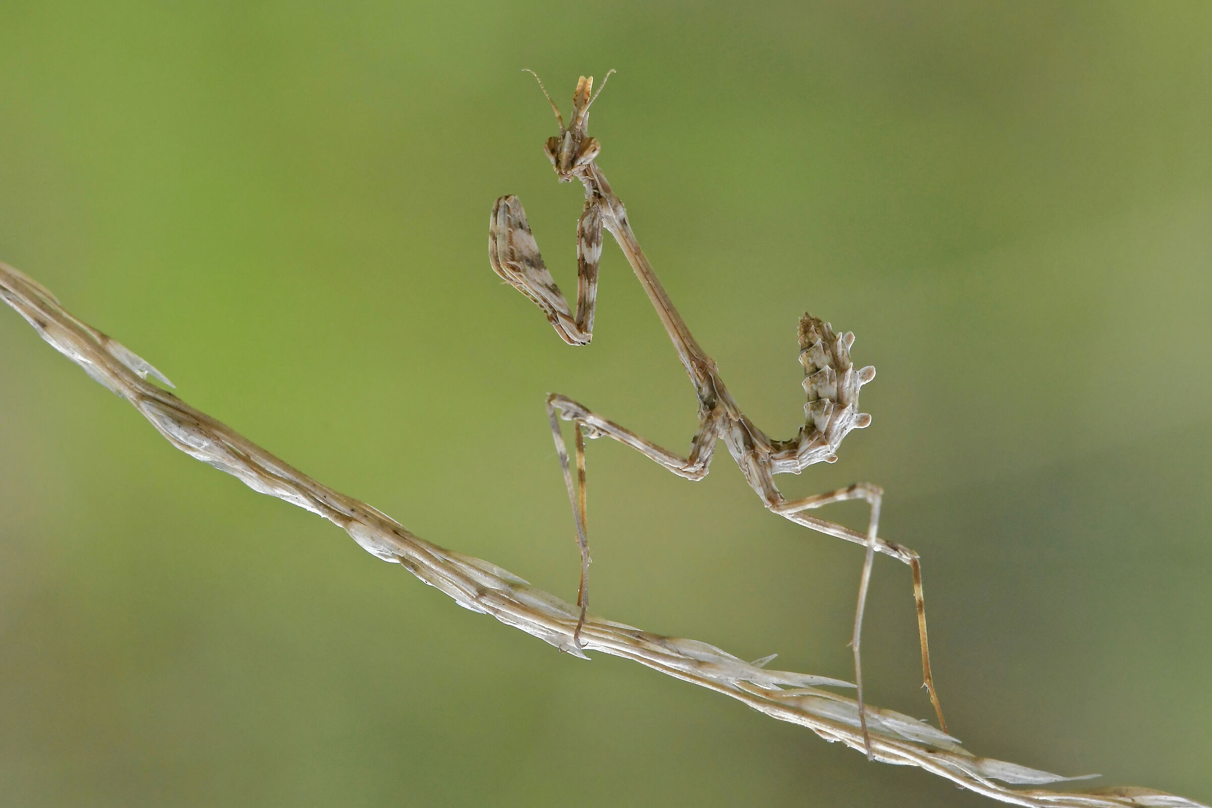 Empusa pennata
