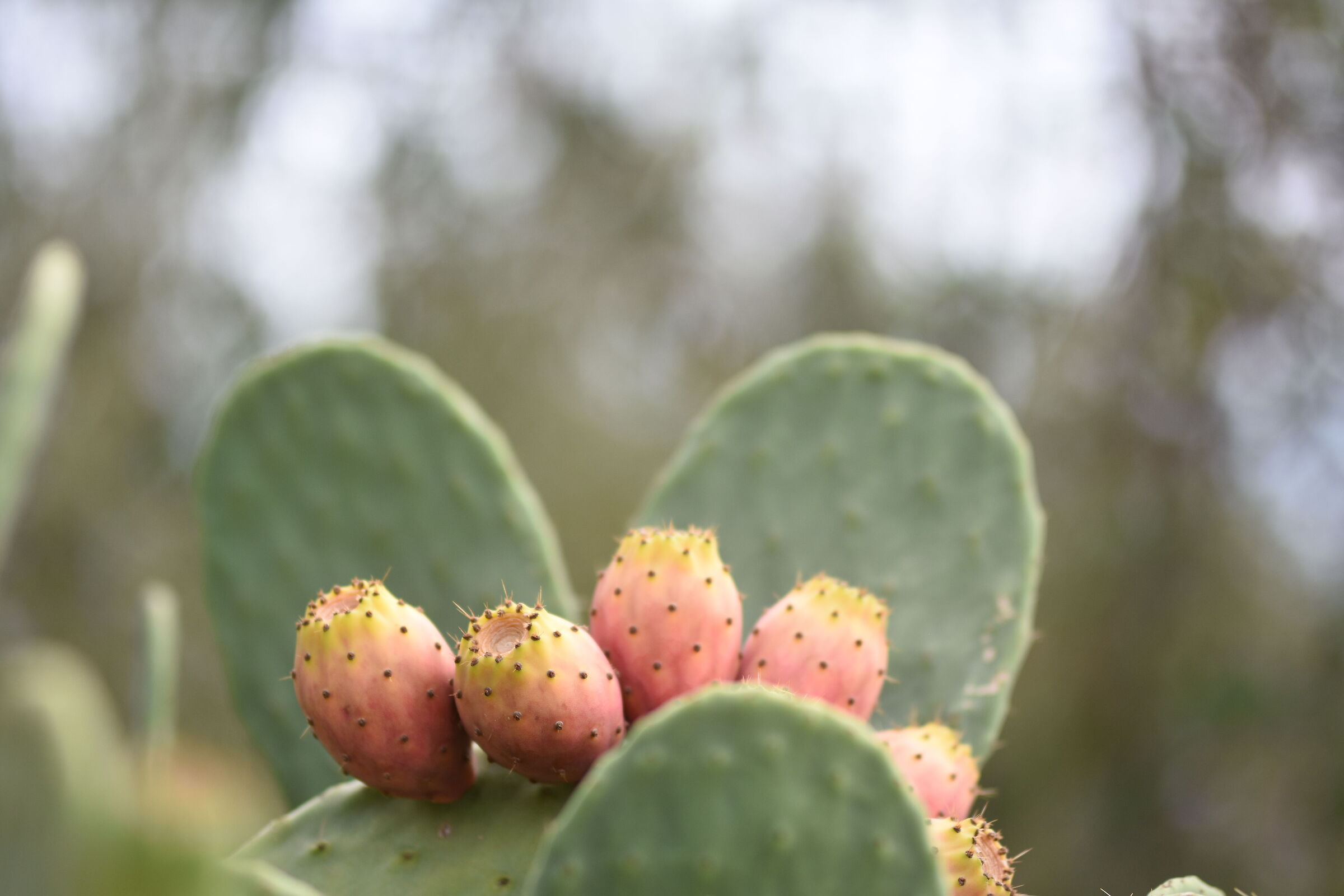 " F. 1.4 ", 1/ 4.0 0 0, ISO 250- Sigma 85, 1.4 Art