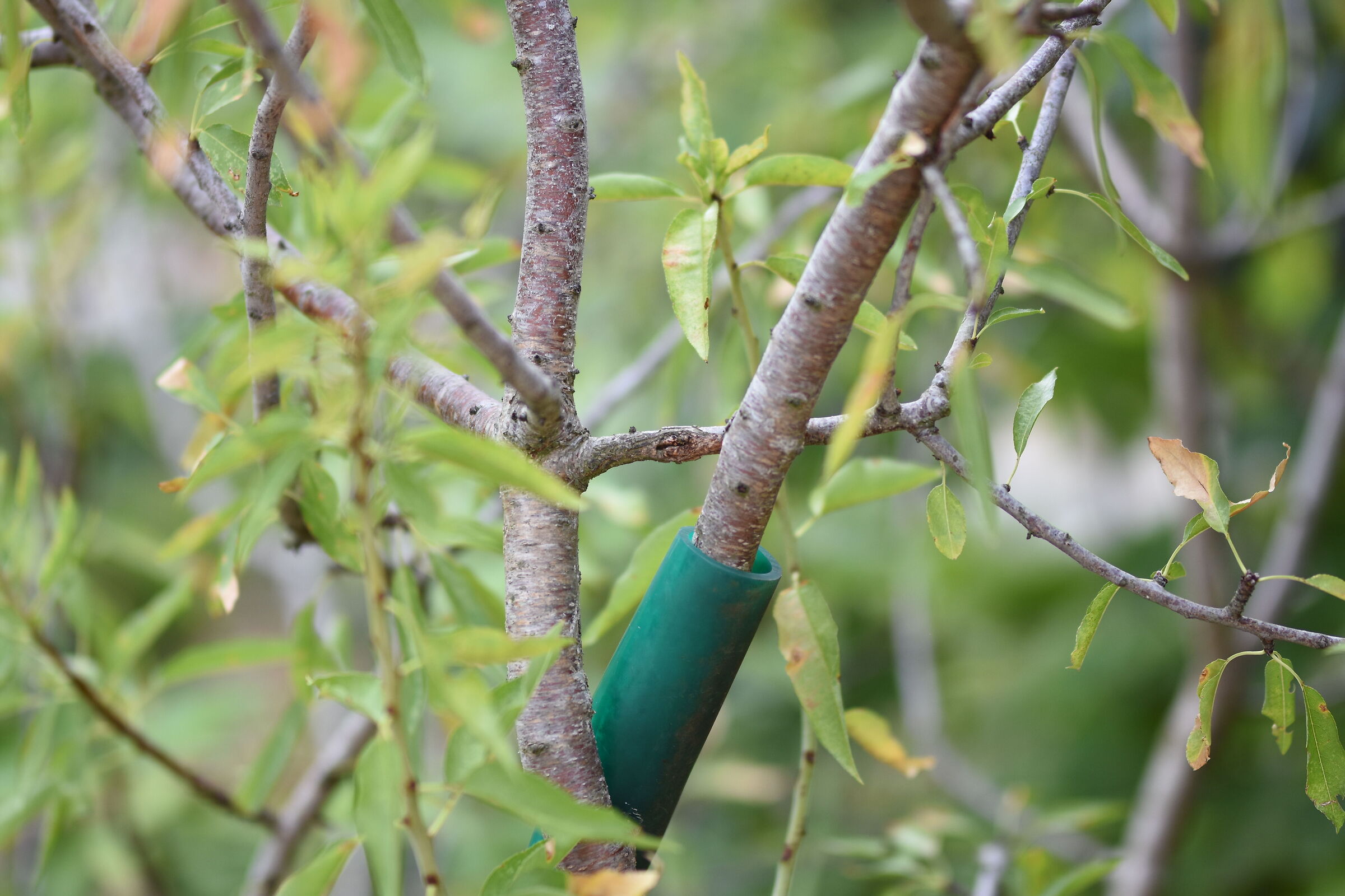 " F. 1.4 " 1/ 2.0 0 0, ISO 250- Sigma 85, 1.4 Art