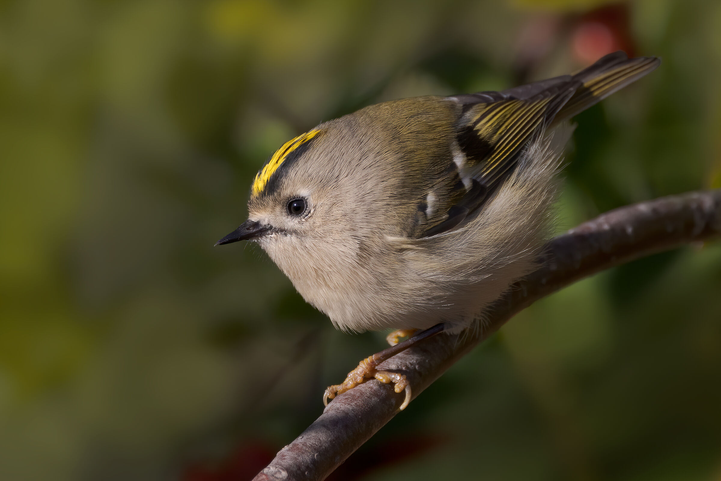 Regolo (Regulus regulus)