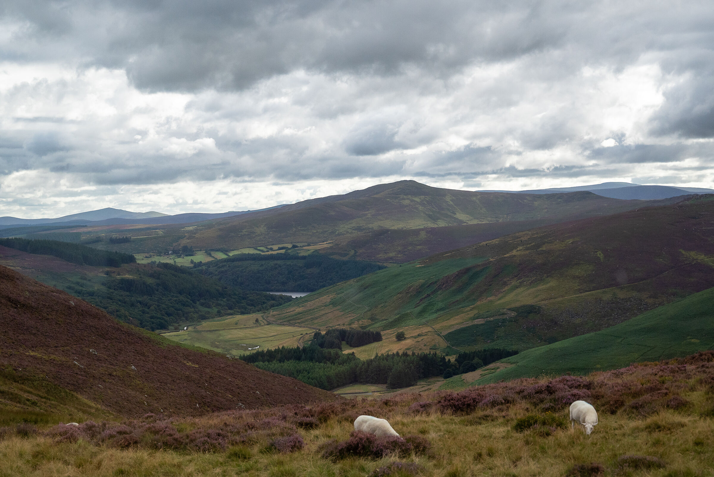 An Irish picture (Wicklow)