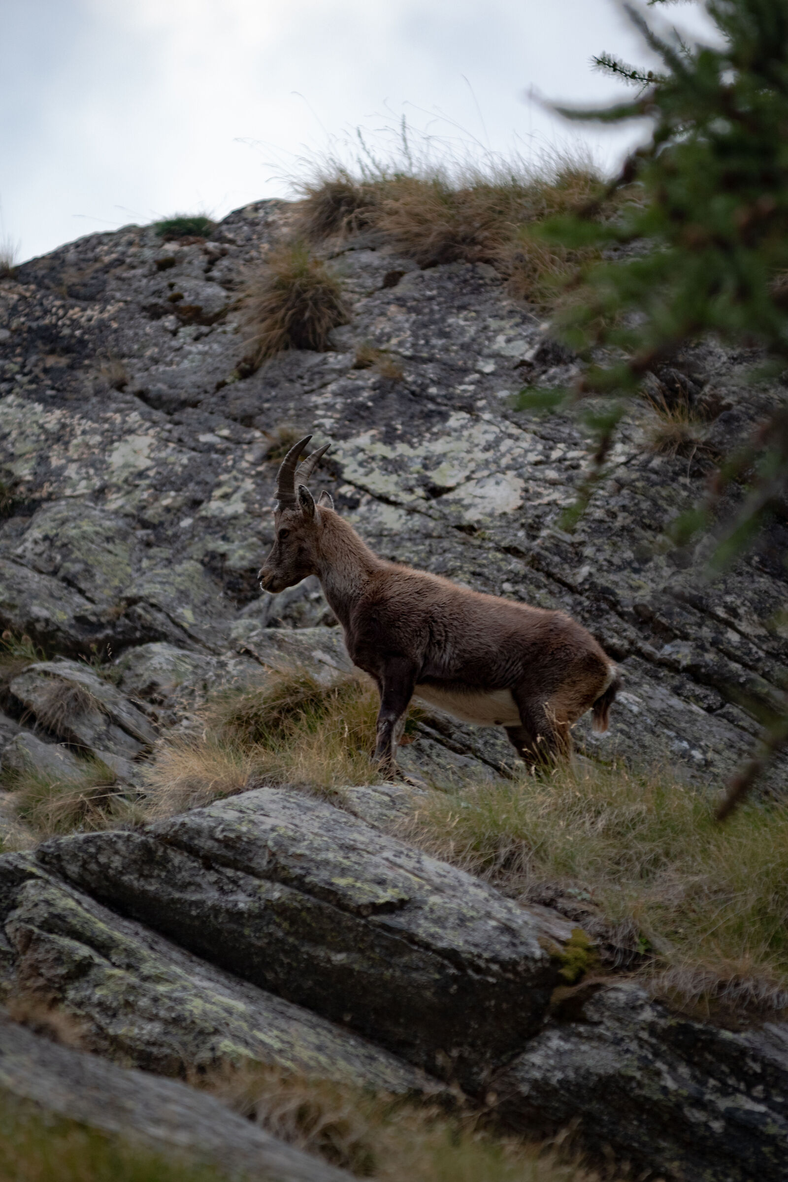 Ibex