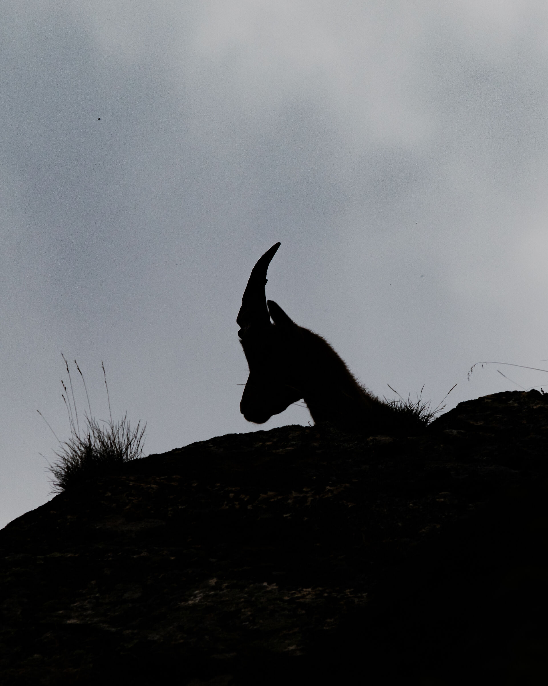 Ibex 2