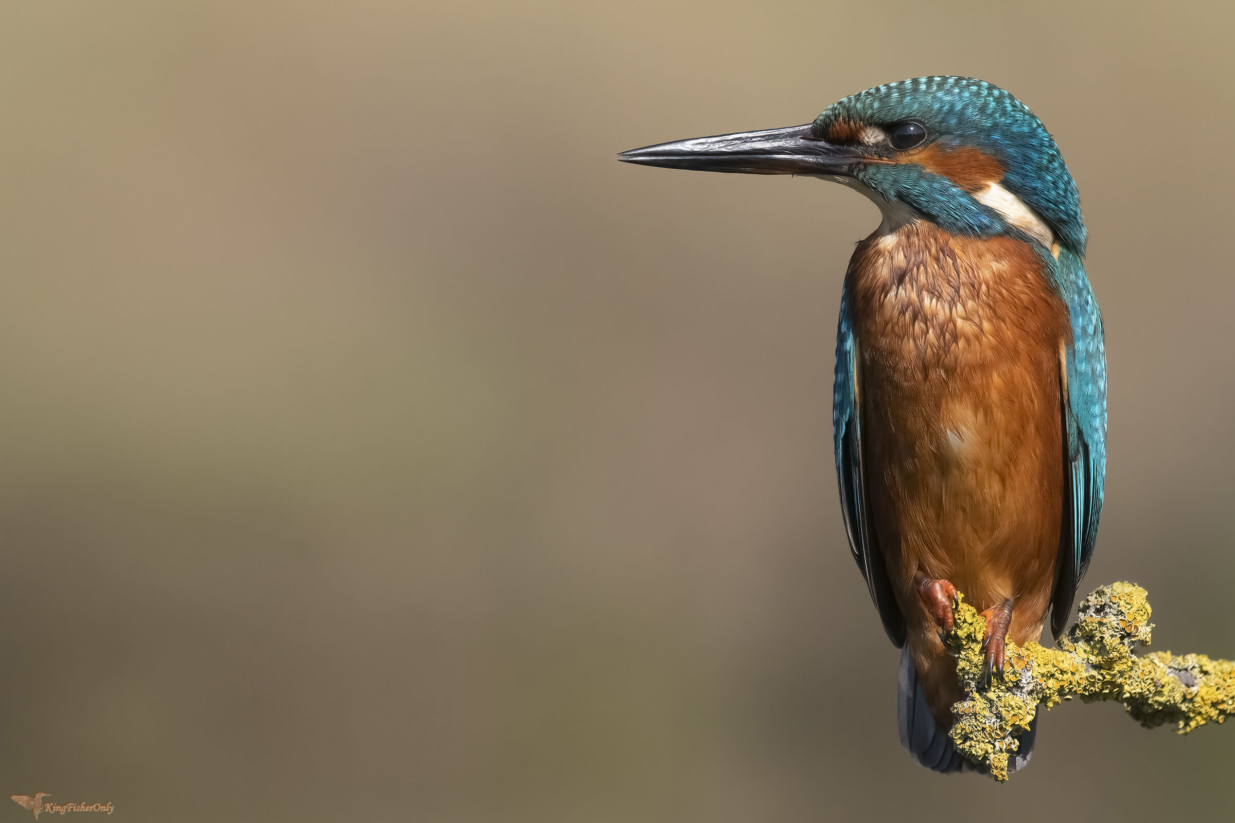 Kingfisher