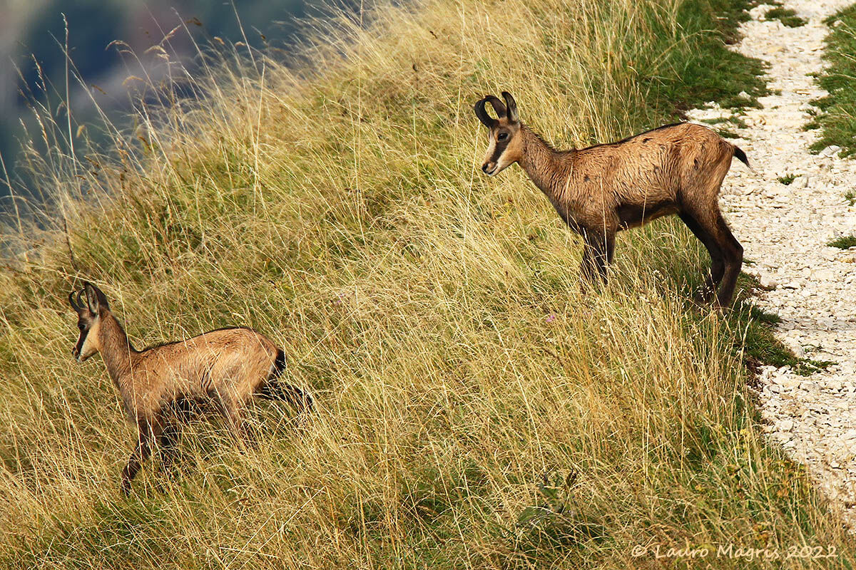 Ti ho detto di scendere con calma!