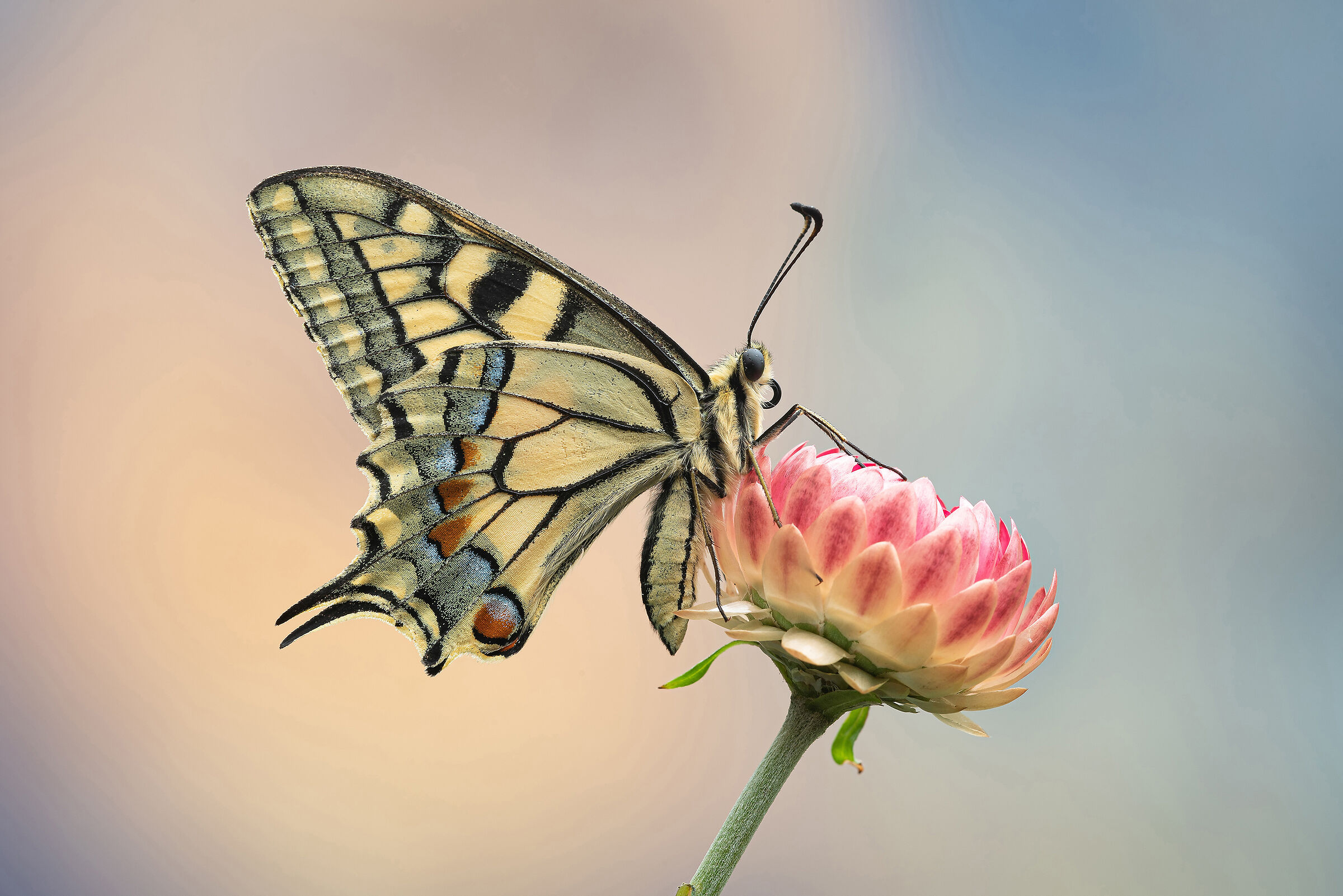Swallowtail