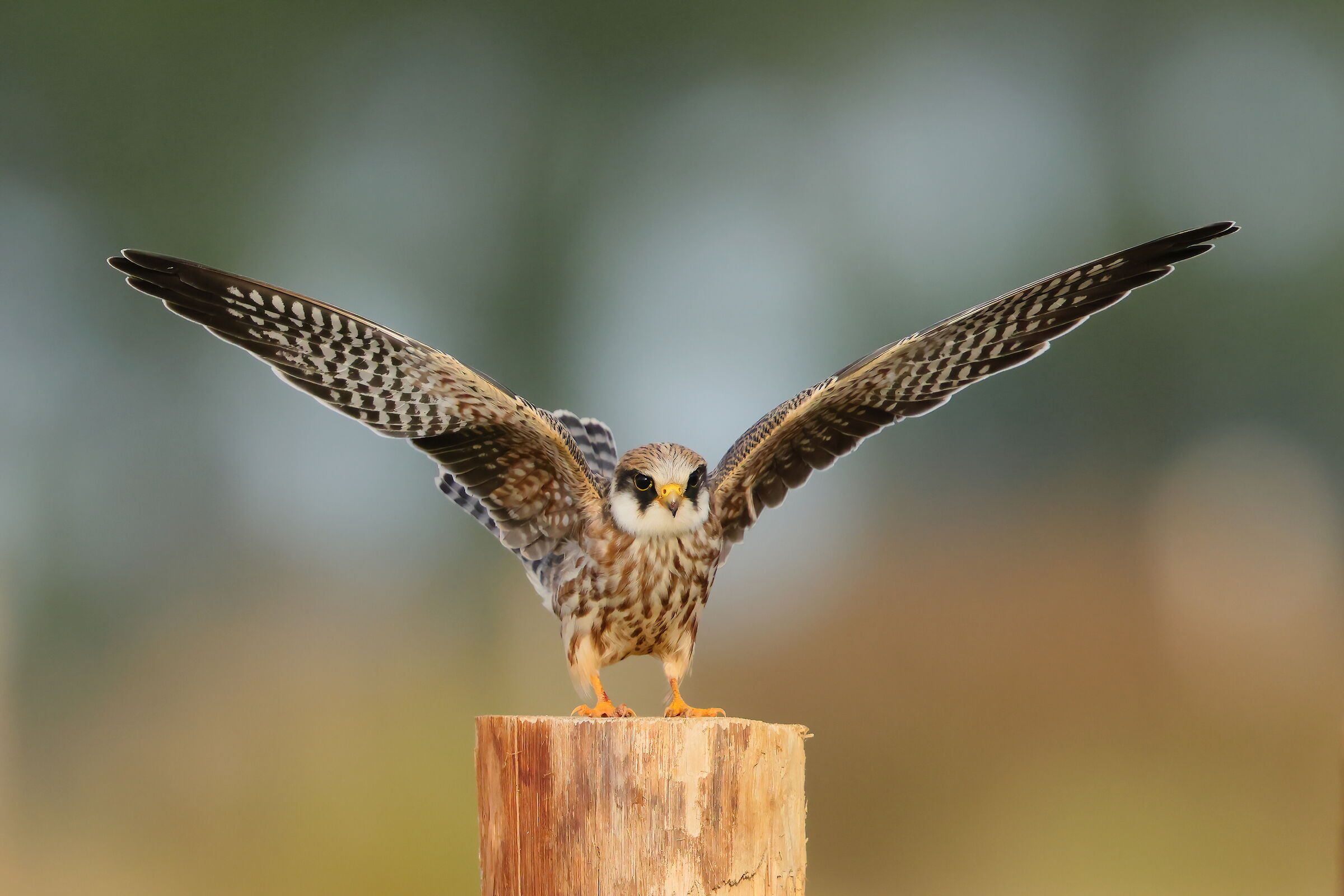 Cuckoo falcon