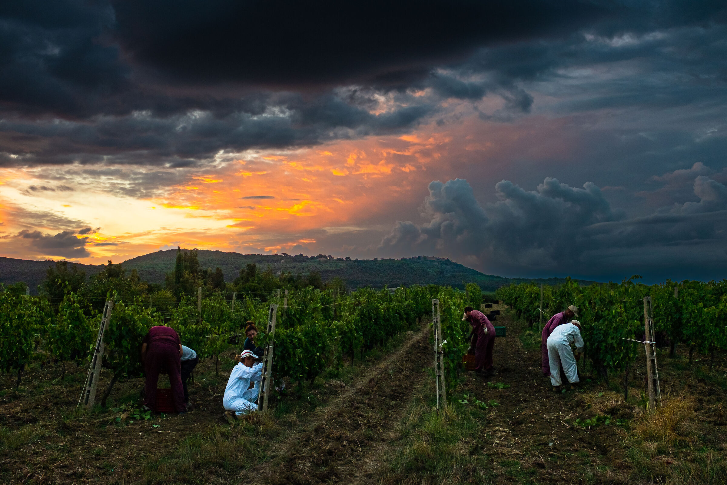 Harvest 2022 Montalcino