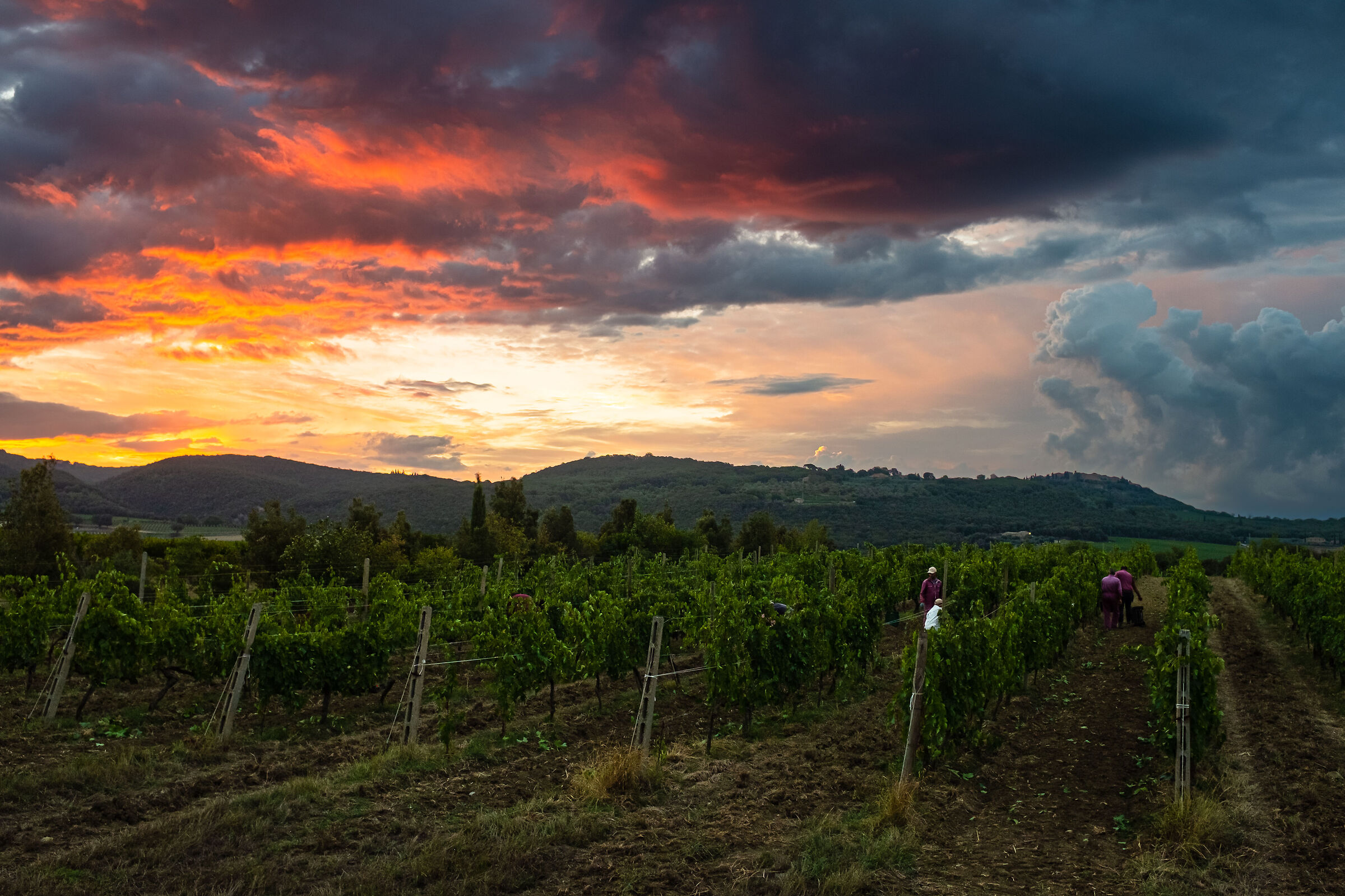 Harvest 2022 Montalcino 2