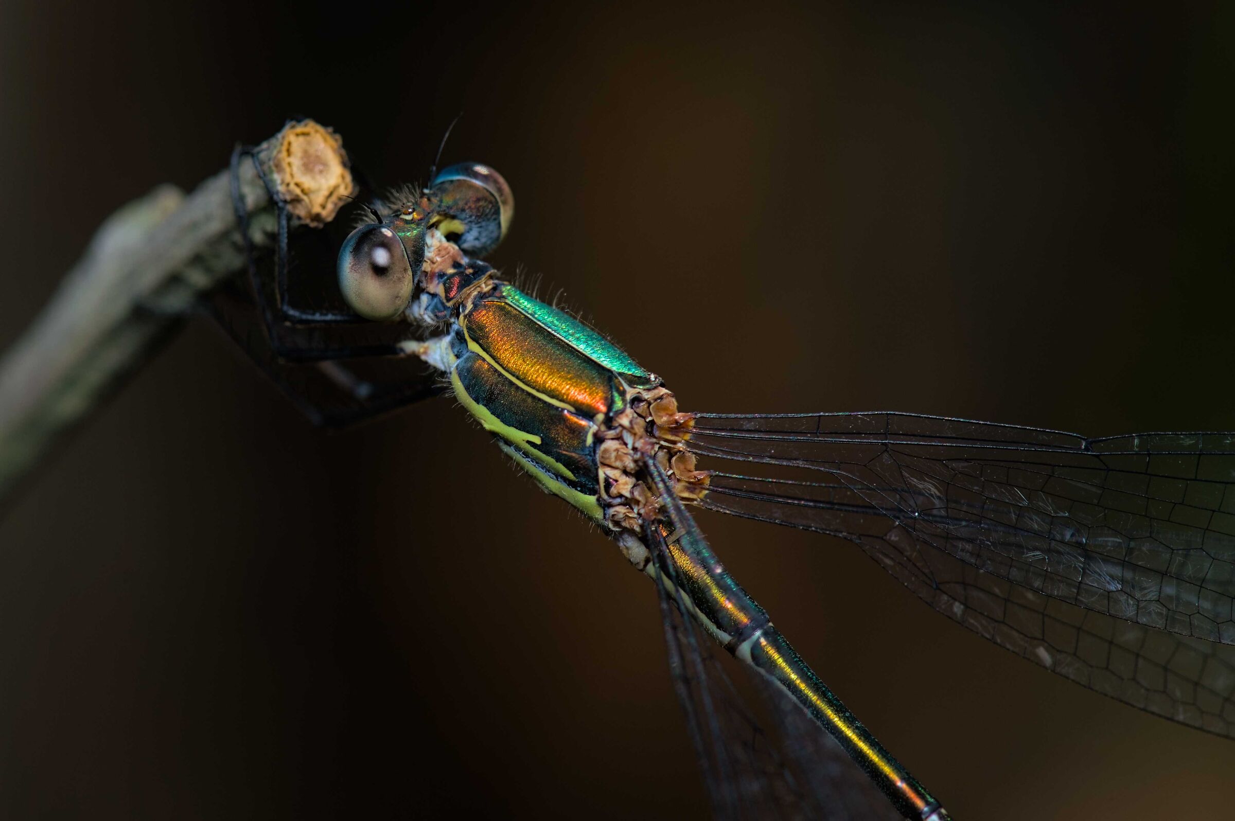 Chalcolestes viridis