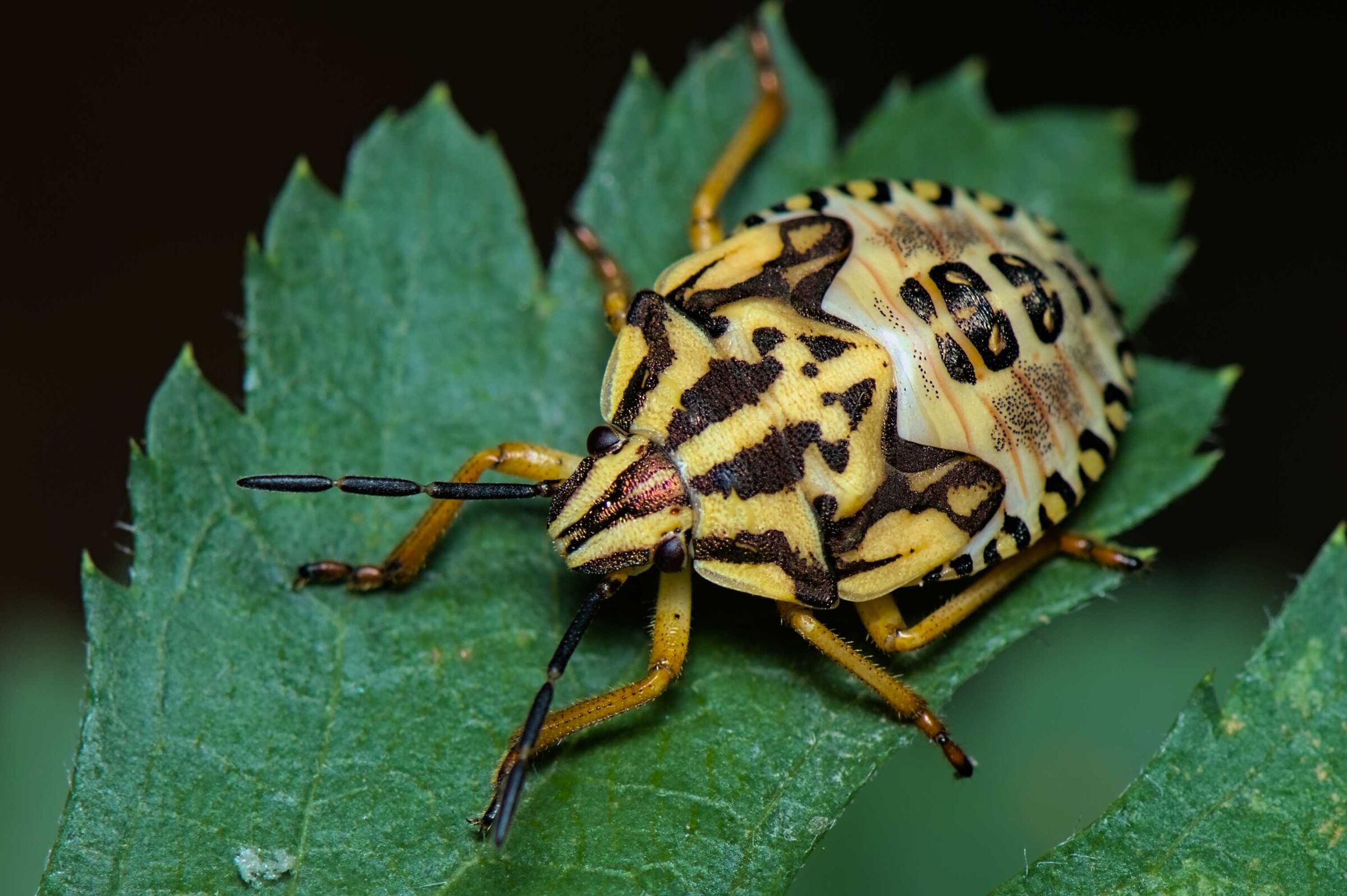Carpocoris purpureipennis