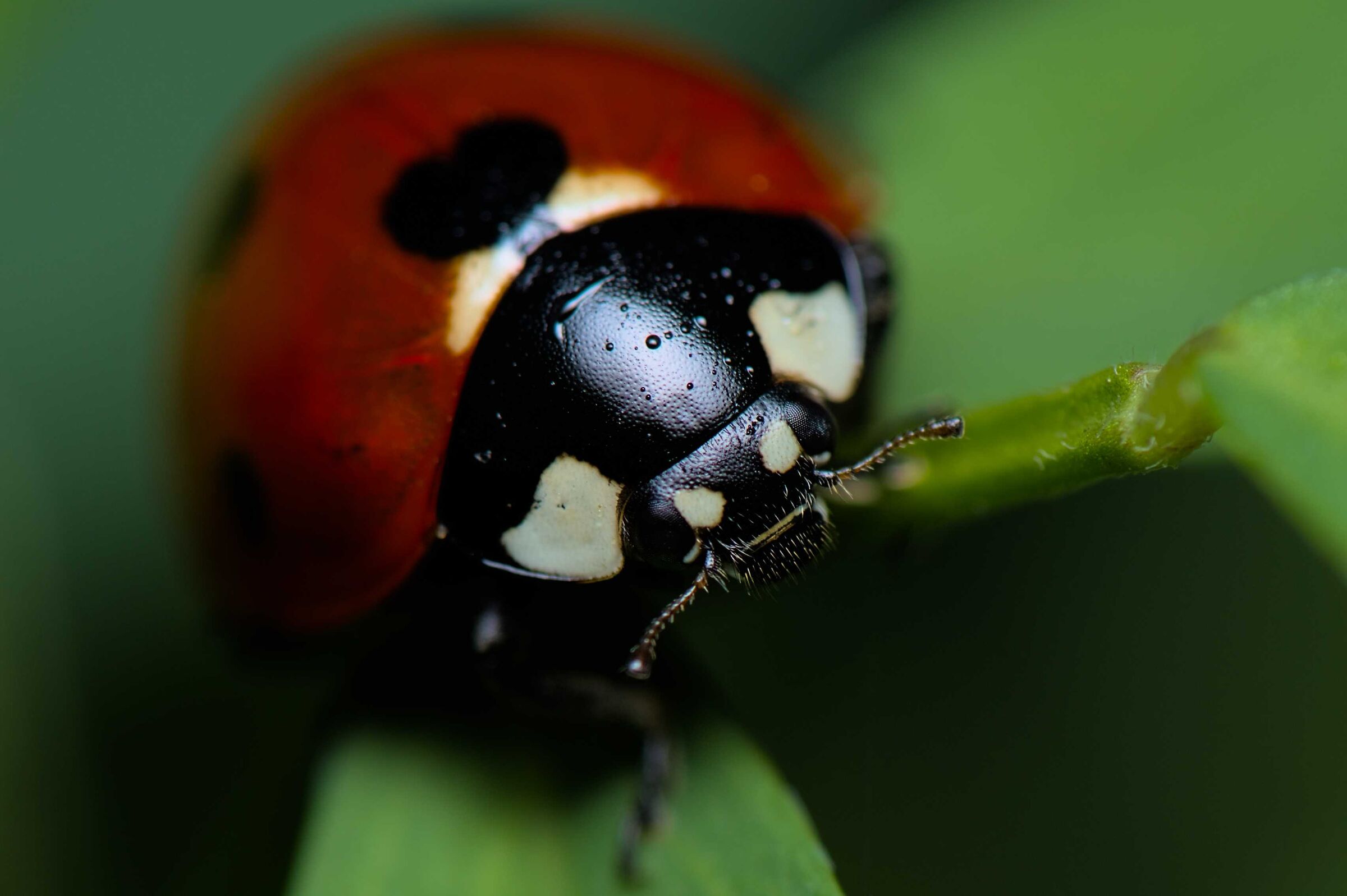 Ladybug