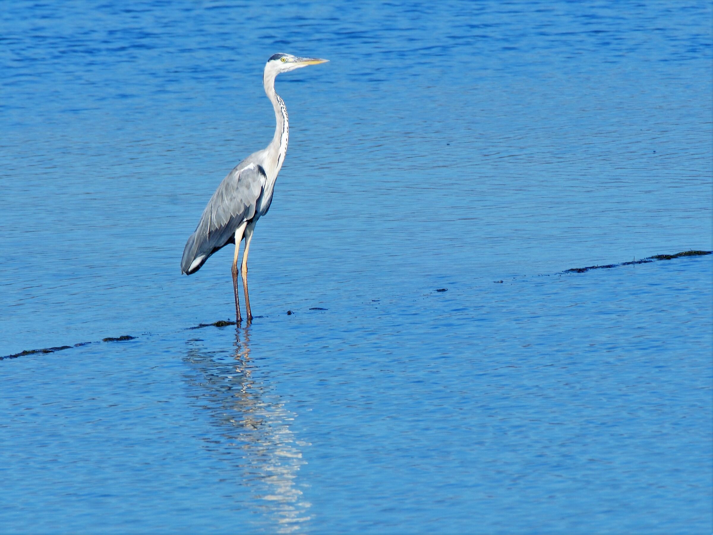 gray heron