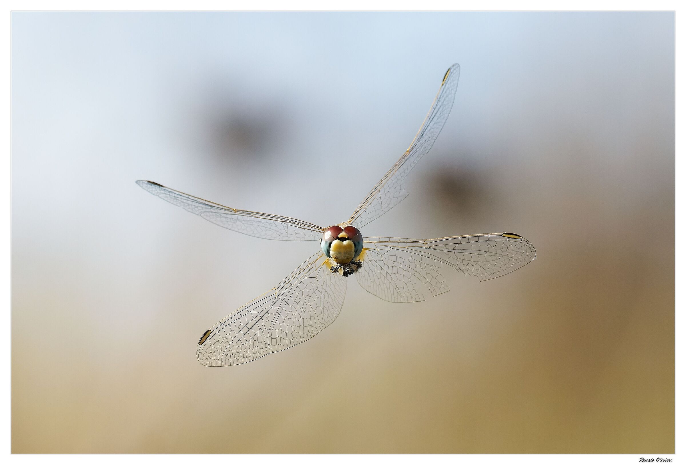 libellula in volo