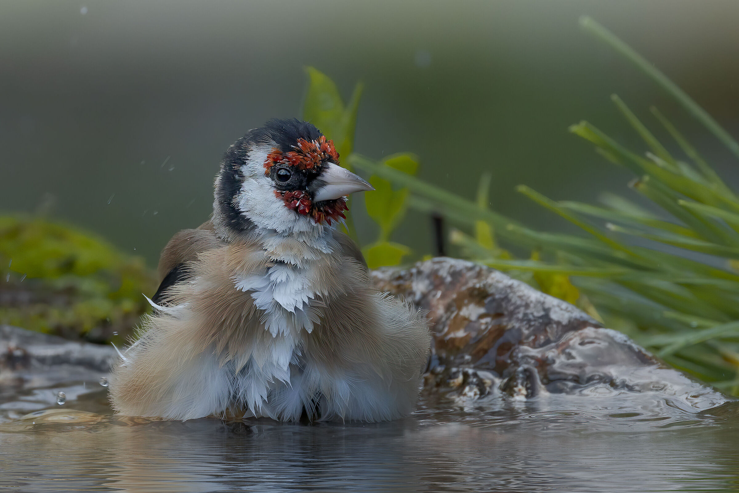 Cardellino - Ottobre 2022