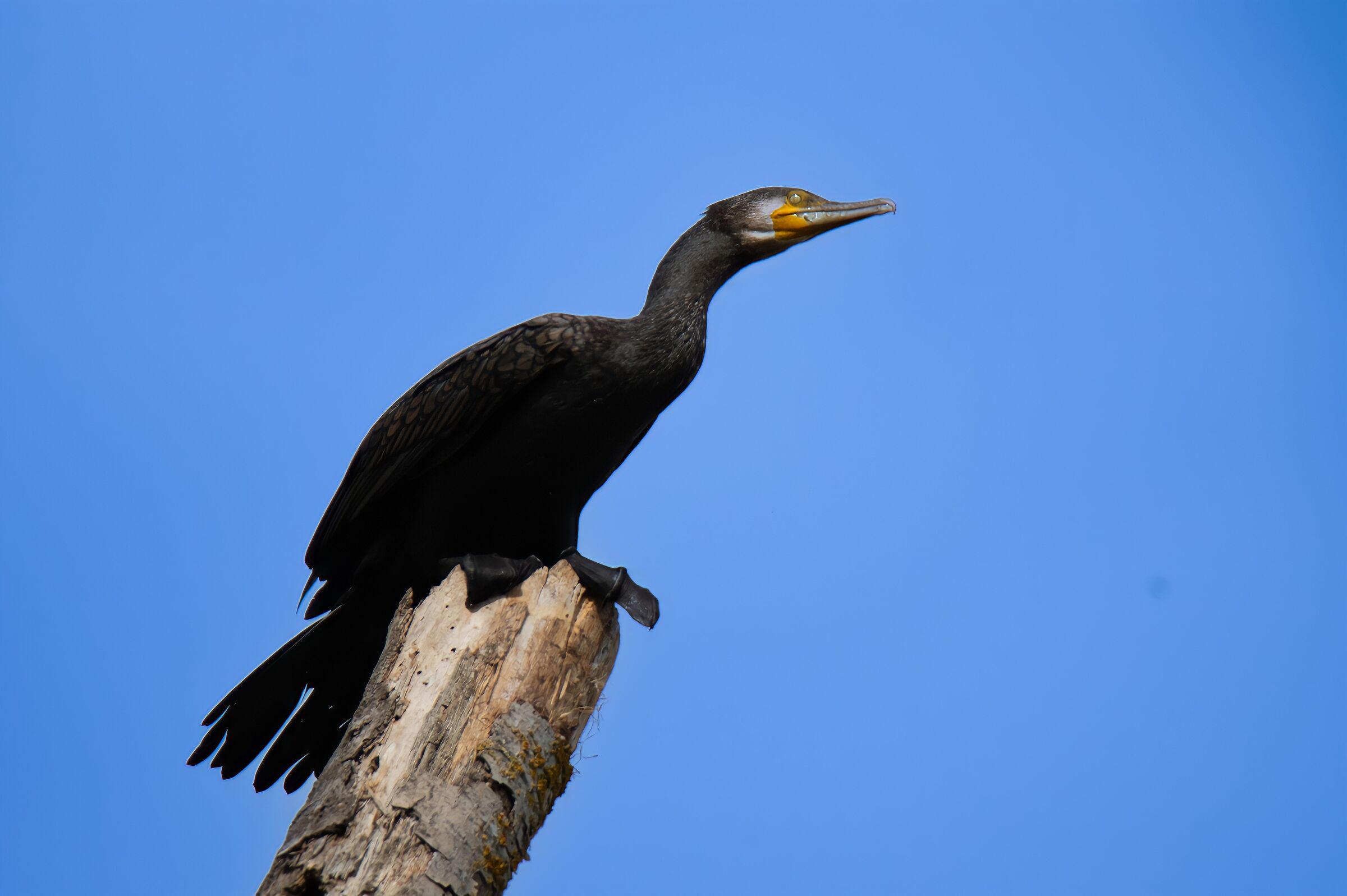 Cormorant-Tuscany