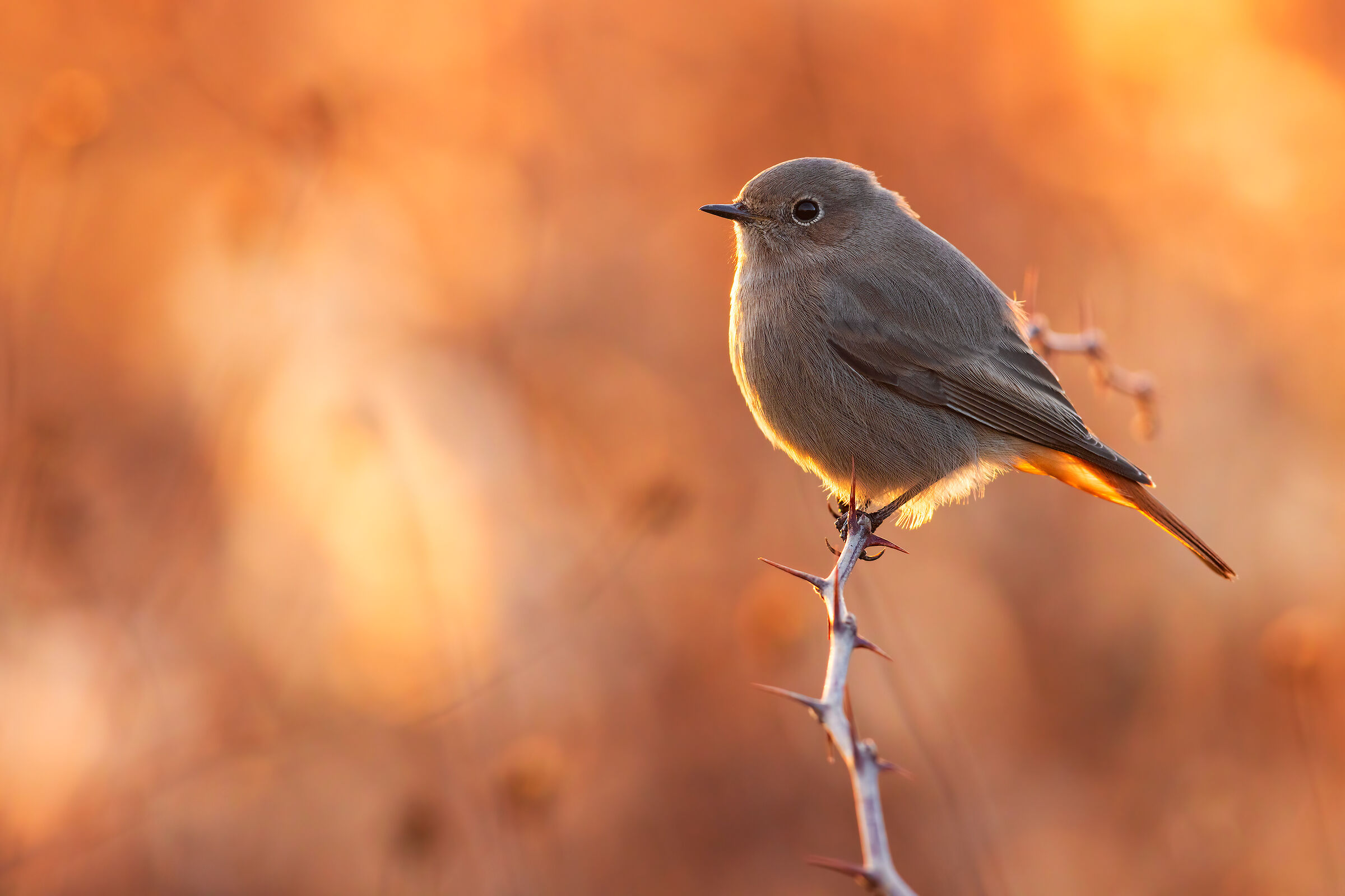 Redstart Spz Female/Imma