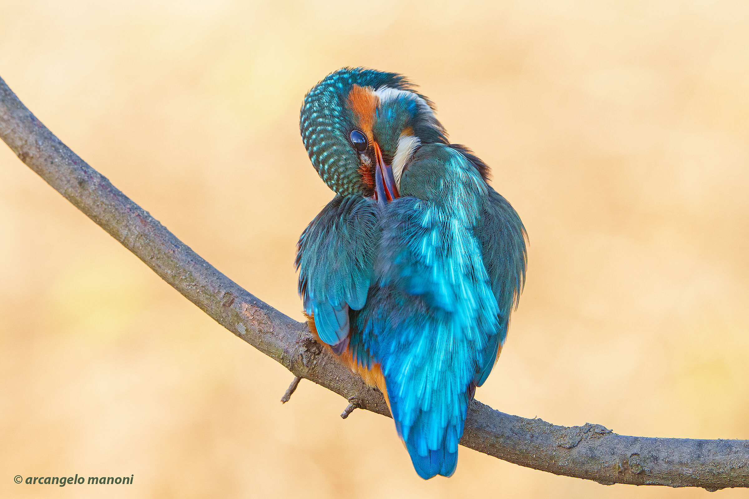 Leafing through the pens for daily cleaning