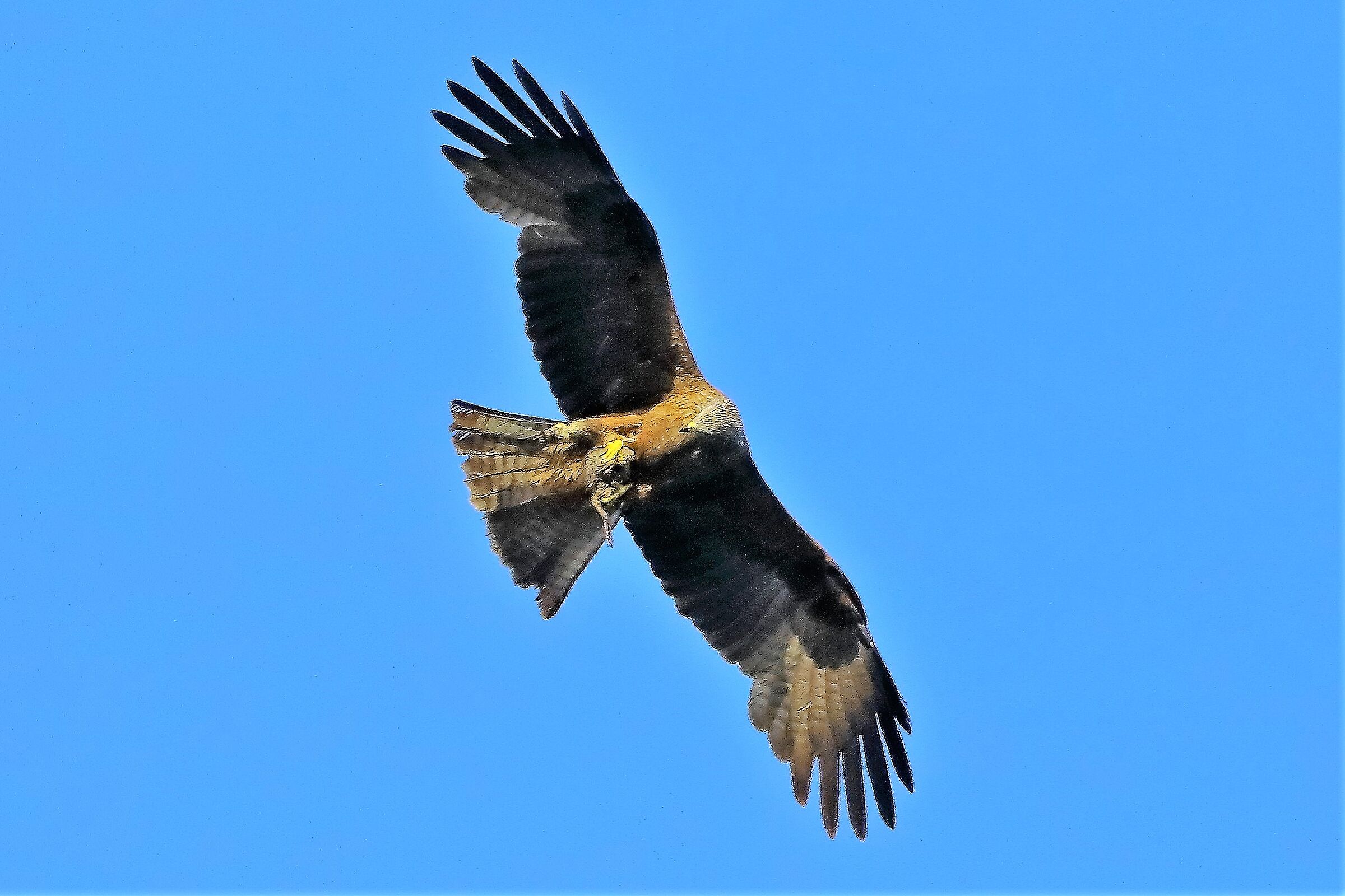 Nibbio bruno 06-06-2022