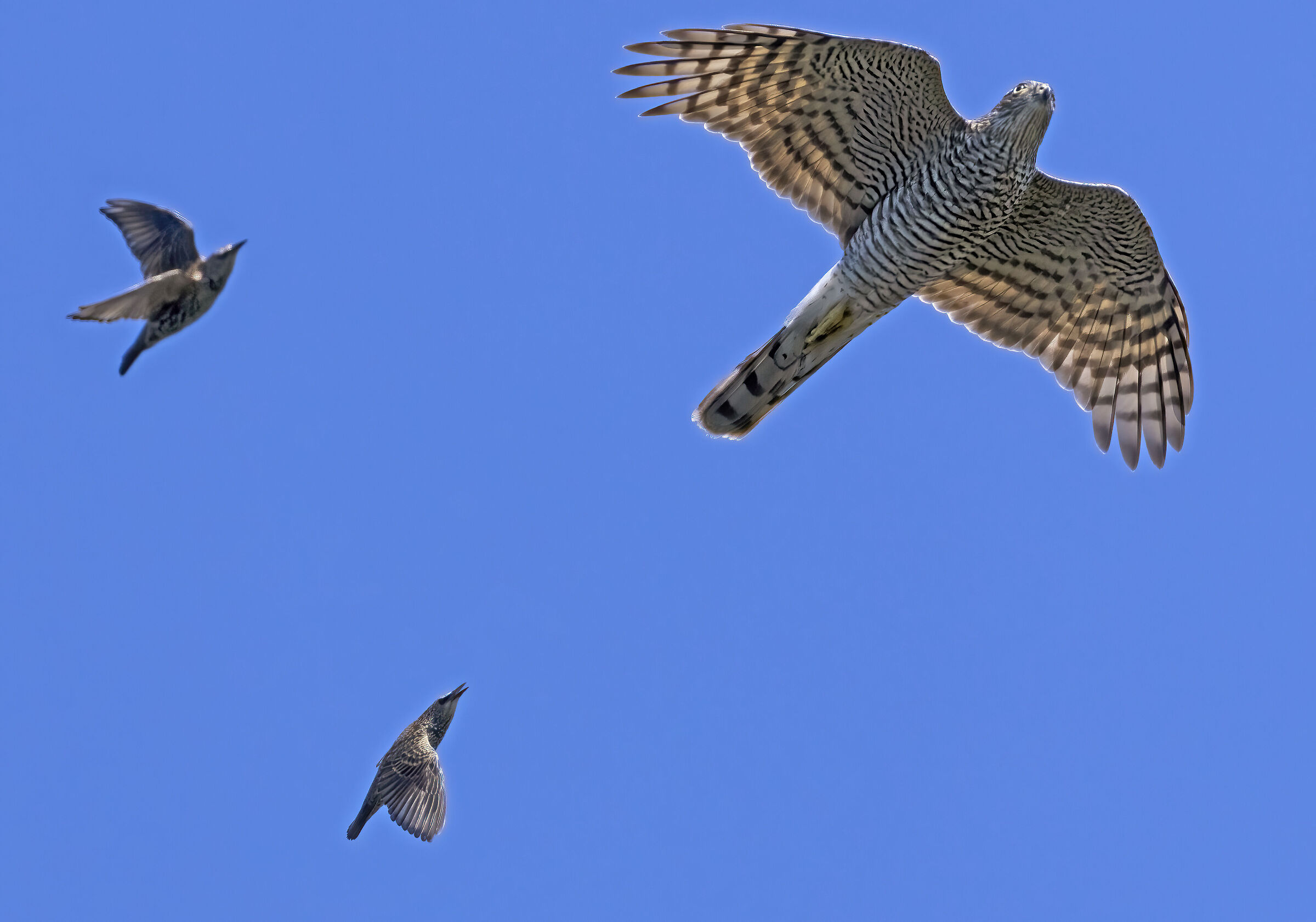 il coraggio dello storno ...