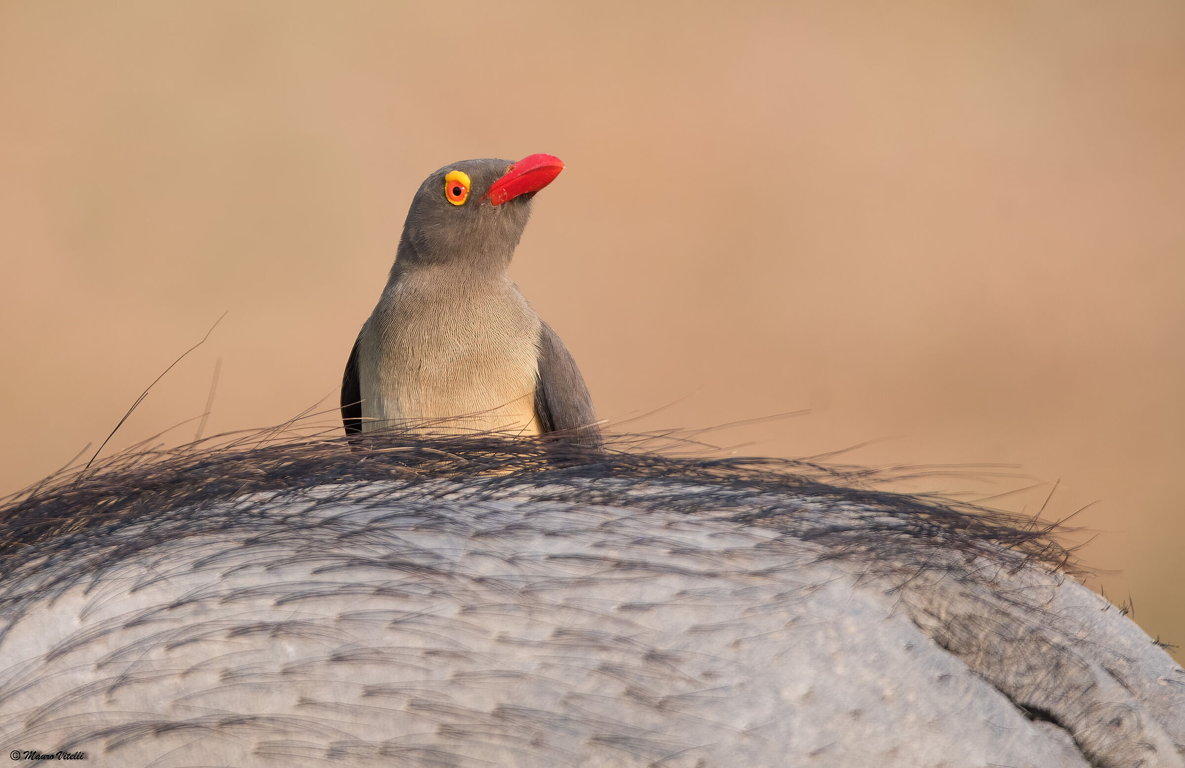 Red-billed buffalo (Buphagus erythrorhynchus)