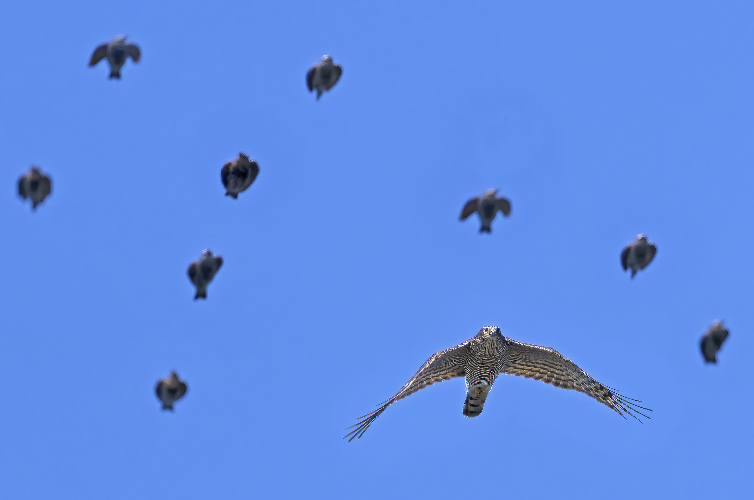 intanto non mi prendono anche se sono centinaia ..