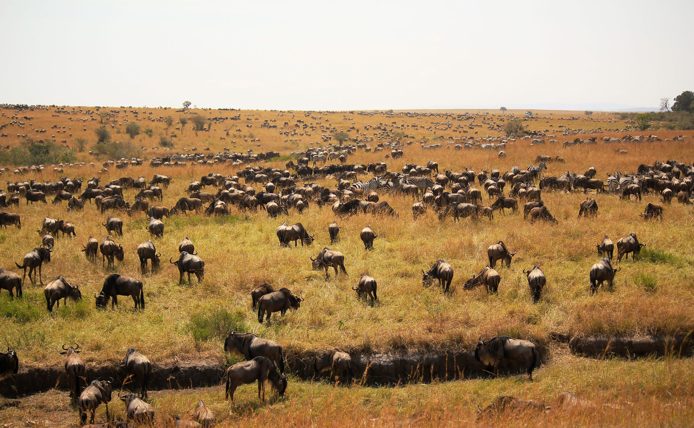 La grande migrazione