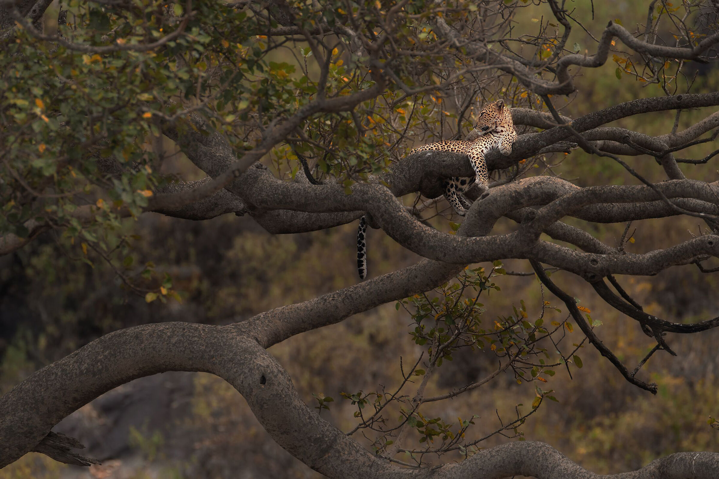 in un intreccio di rami