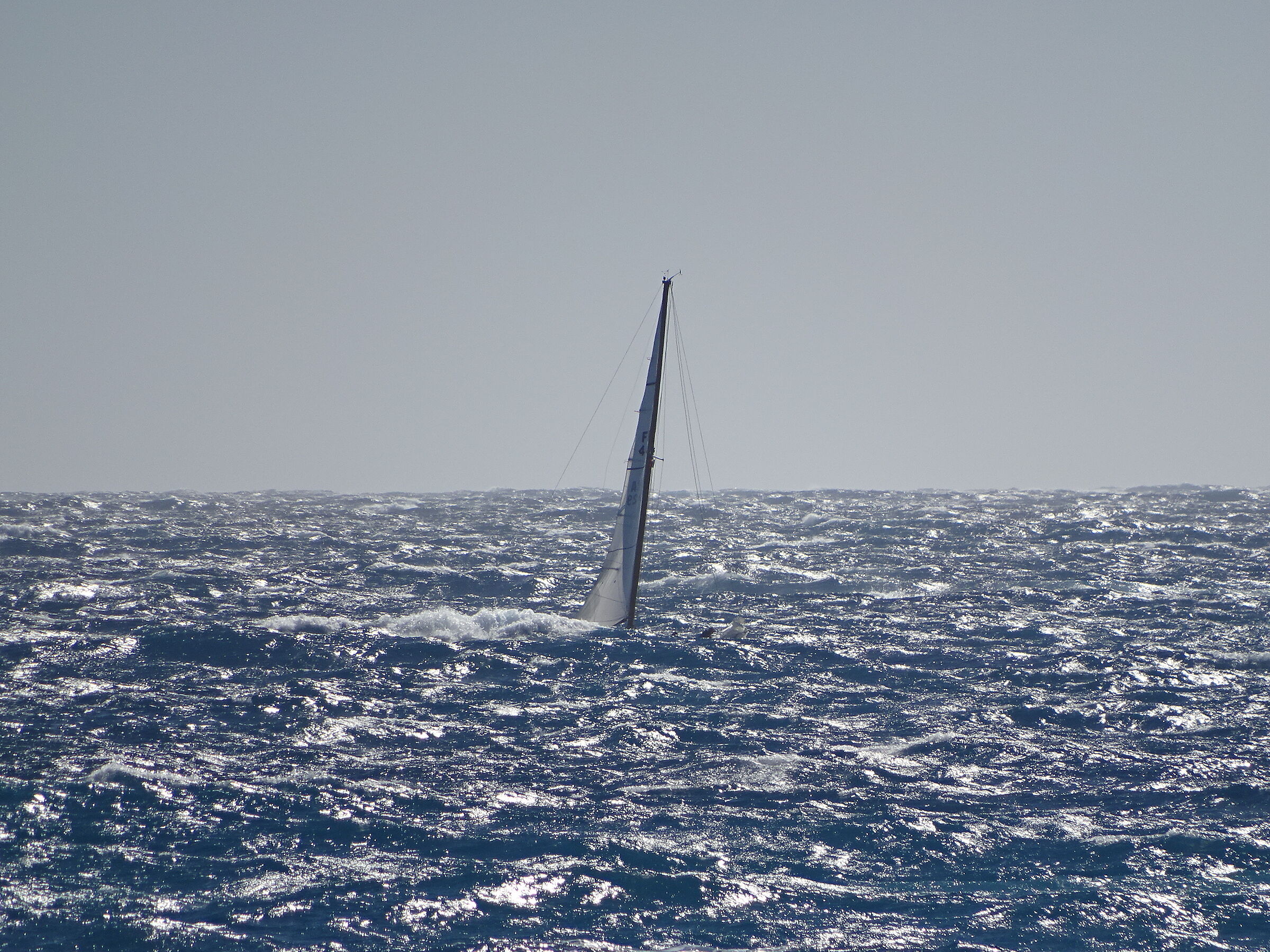 During the regatta
