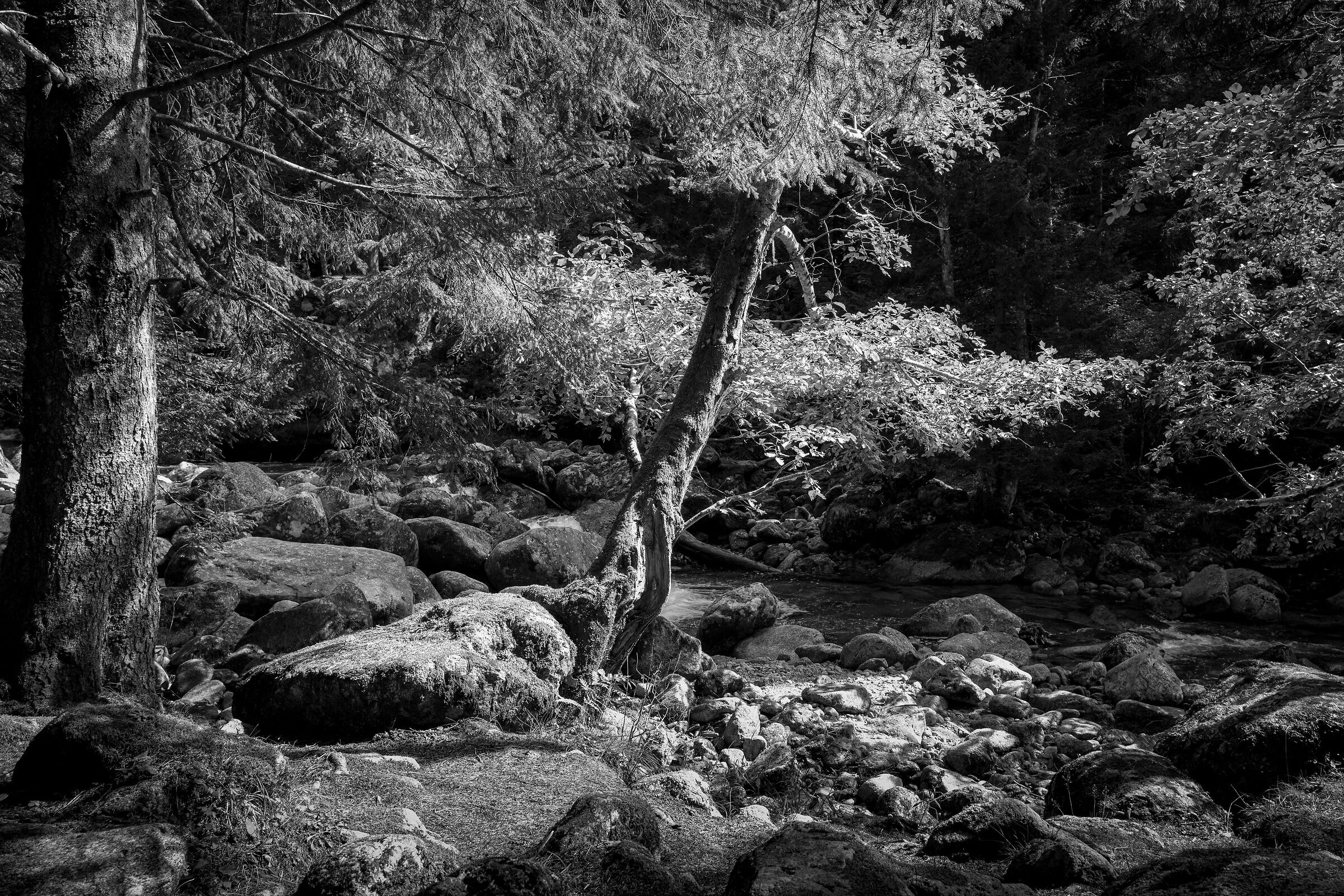 luce nel bosco della valle