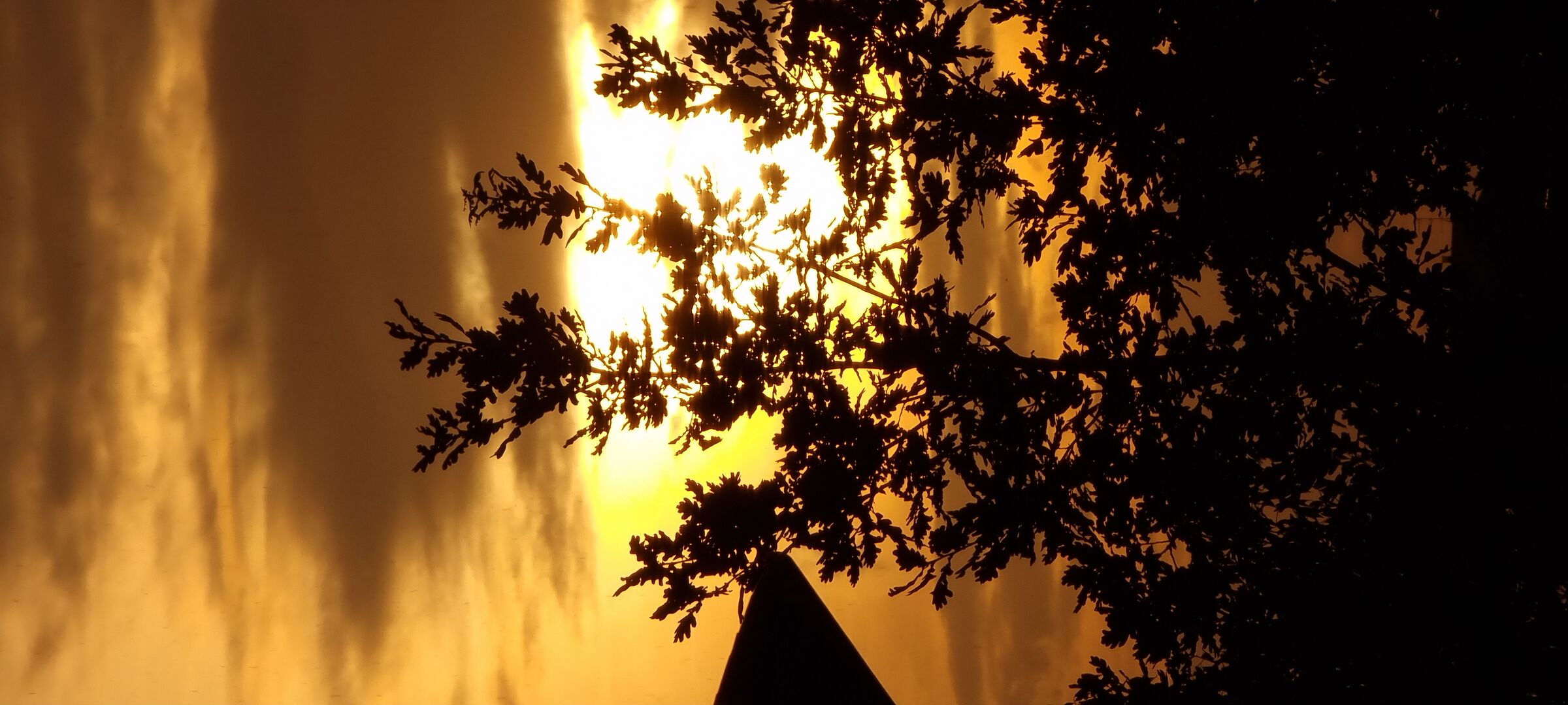 Tramonto tra i rami