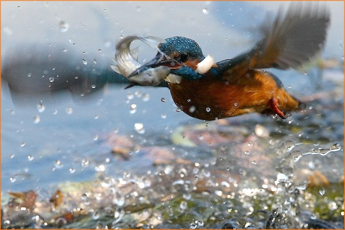 '' Kingfisher ''
