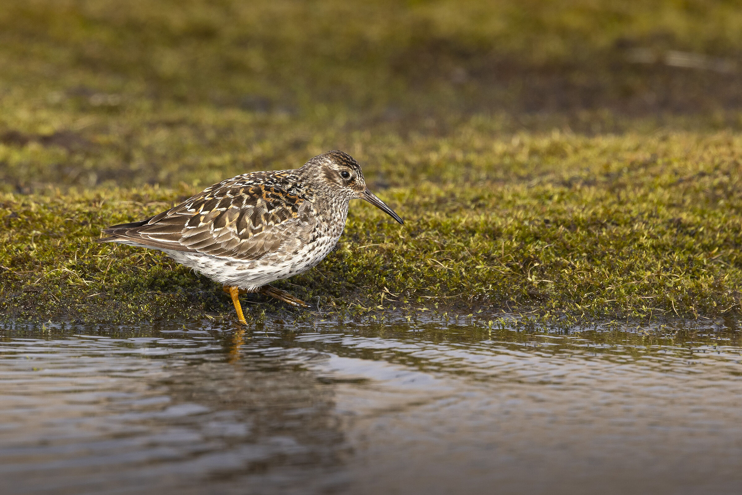 Violet sandpiper (Calidris maritima)
