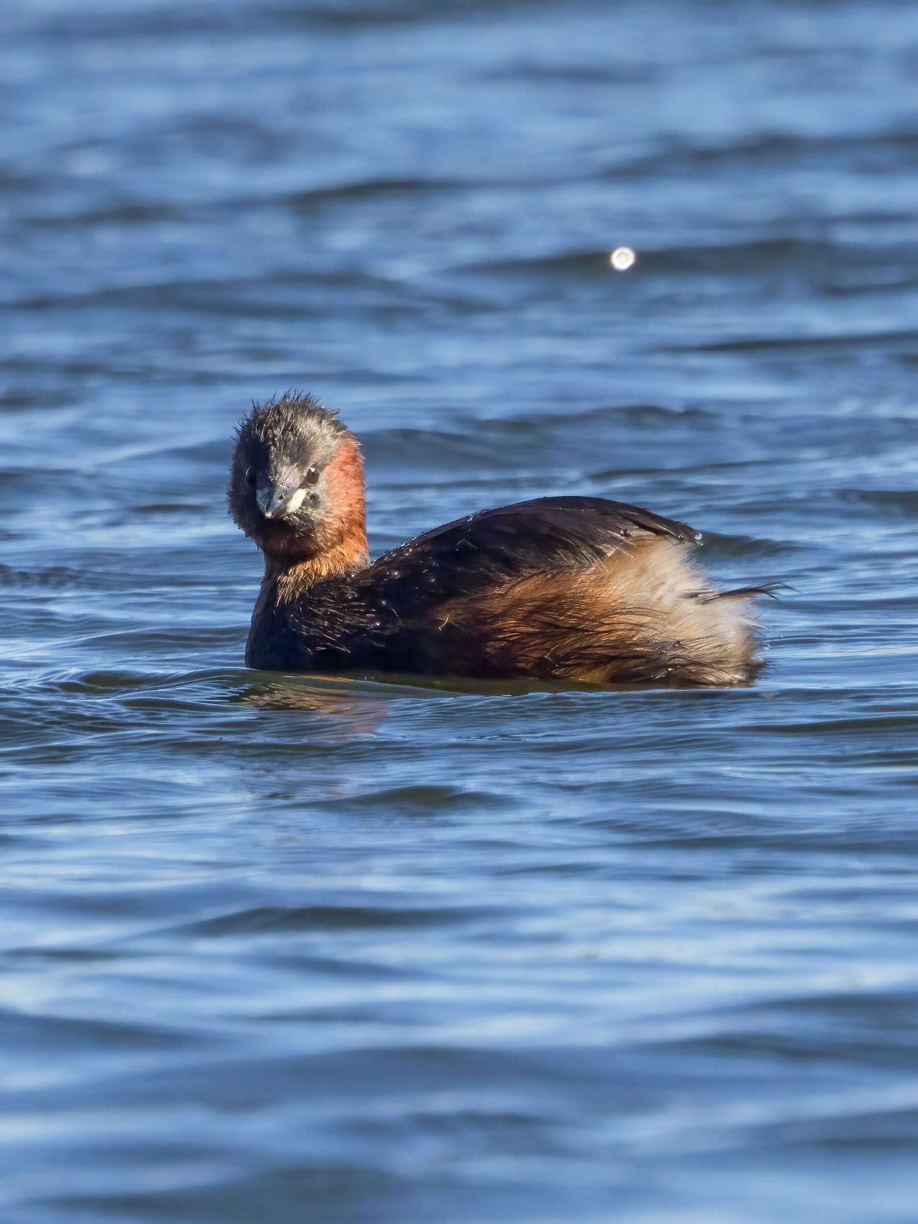 dabchick