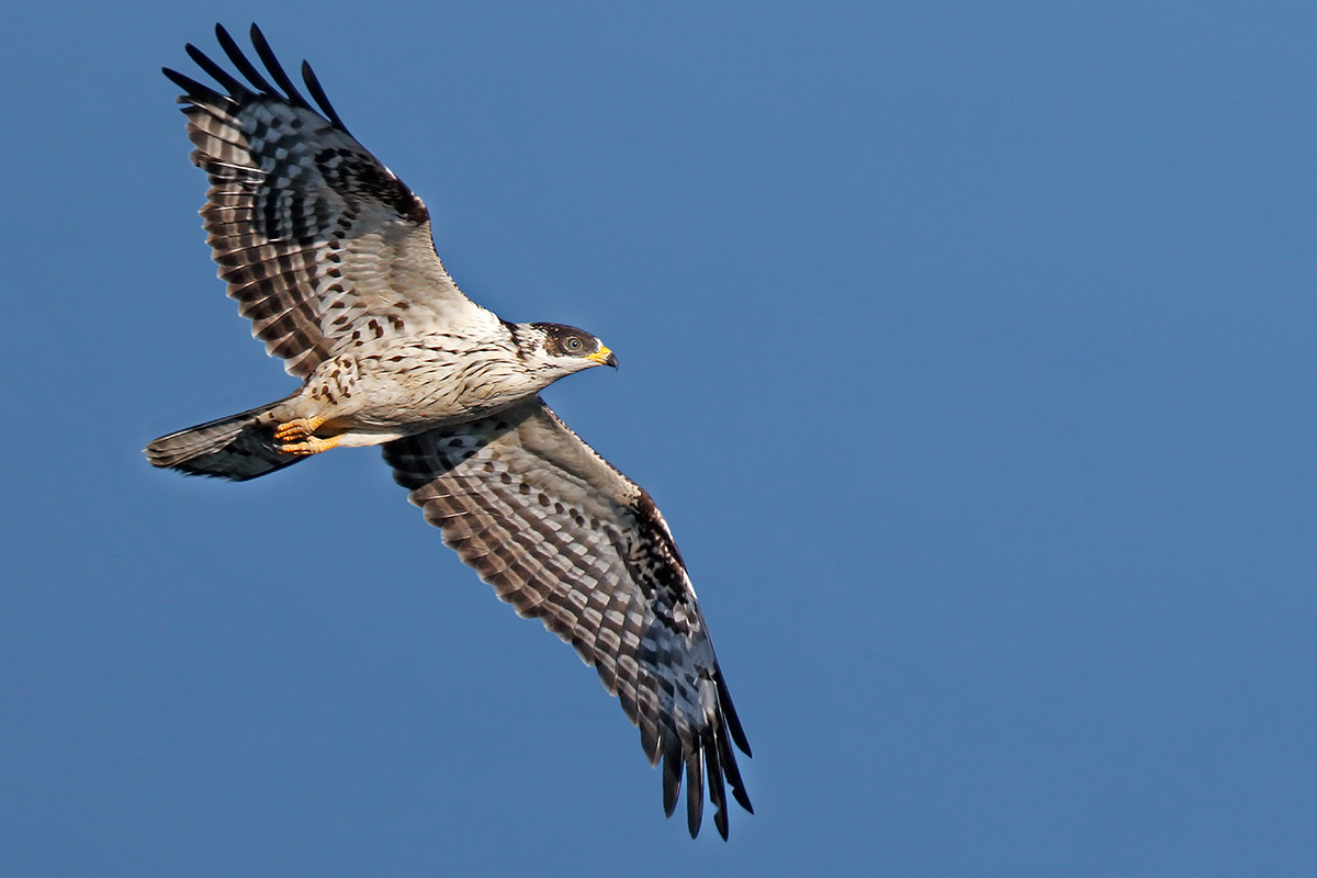Falco pecchiaiolo juv.