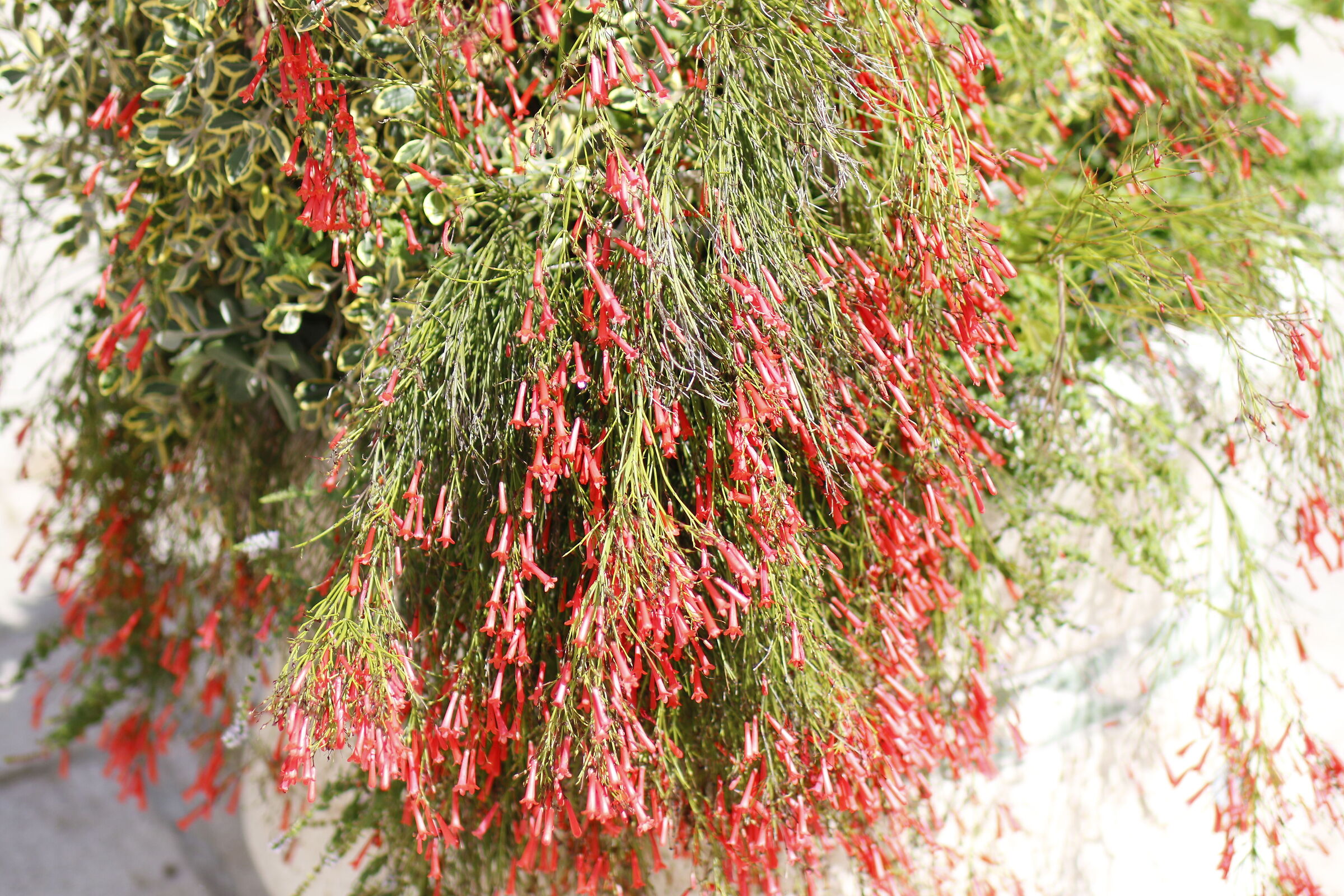 " F. 1.8 ", 1/8.0 0 0, ISO 250- Milvus 50, 1.4, 7D...