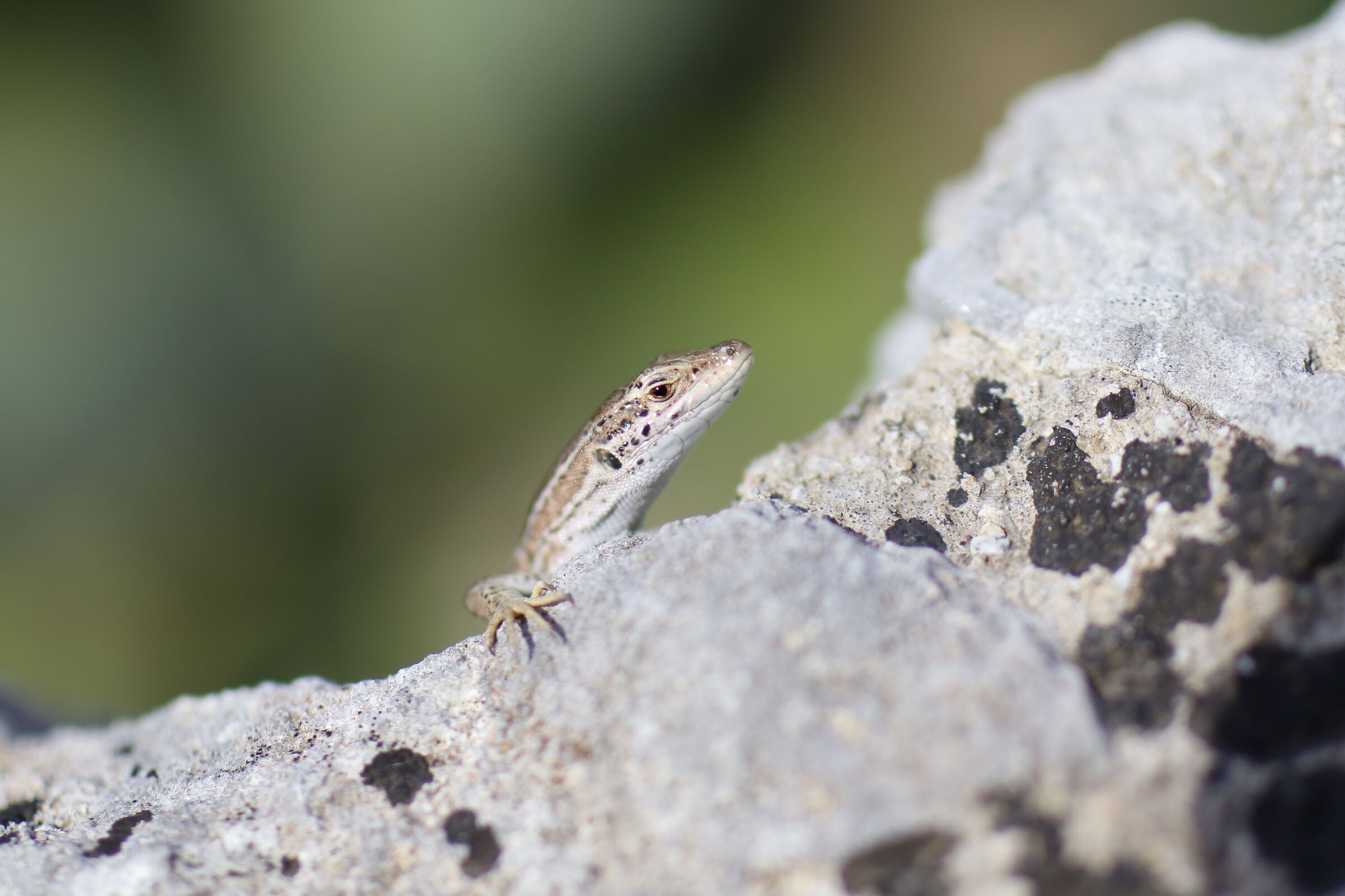 " F. 1.8 ", 1/ 8.0 0 0, ISO 250- Milvus 50, 1.4, 7...