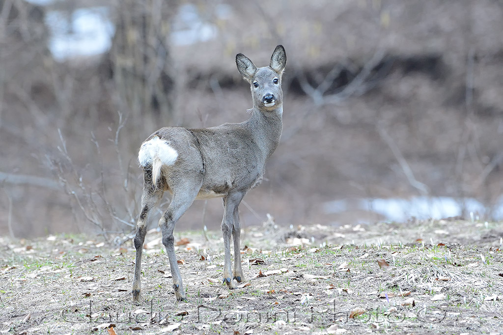 Female deer at dusk